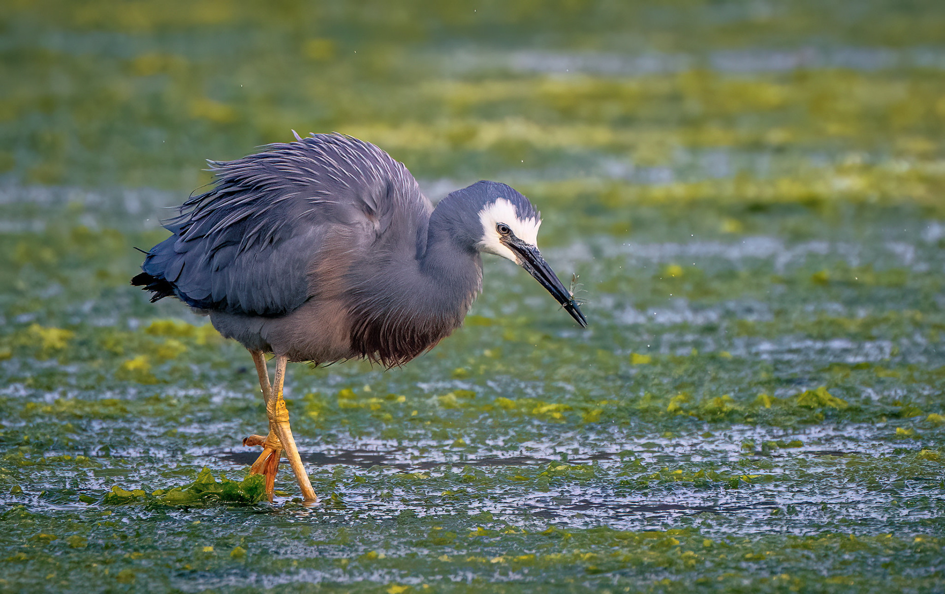 White Faced Grey Heron (#B45)