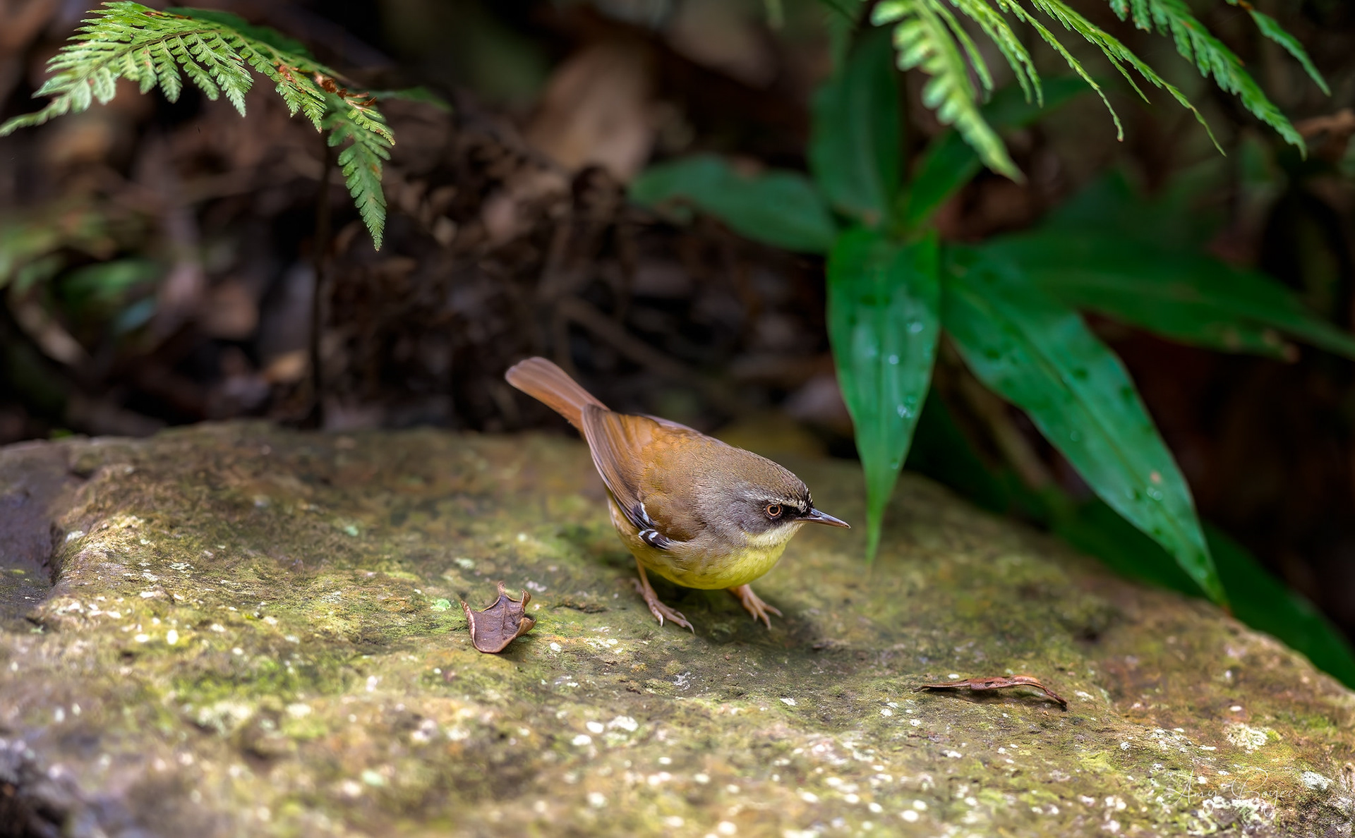 Yellow Scrubwren (#B1)