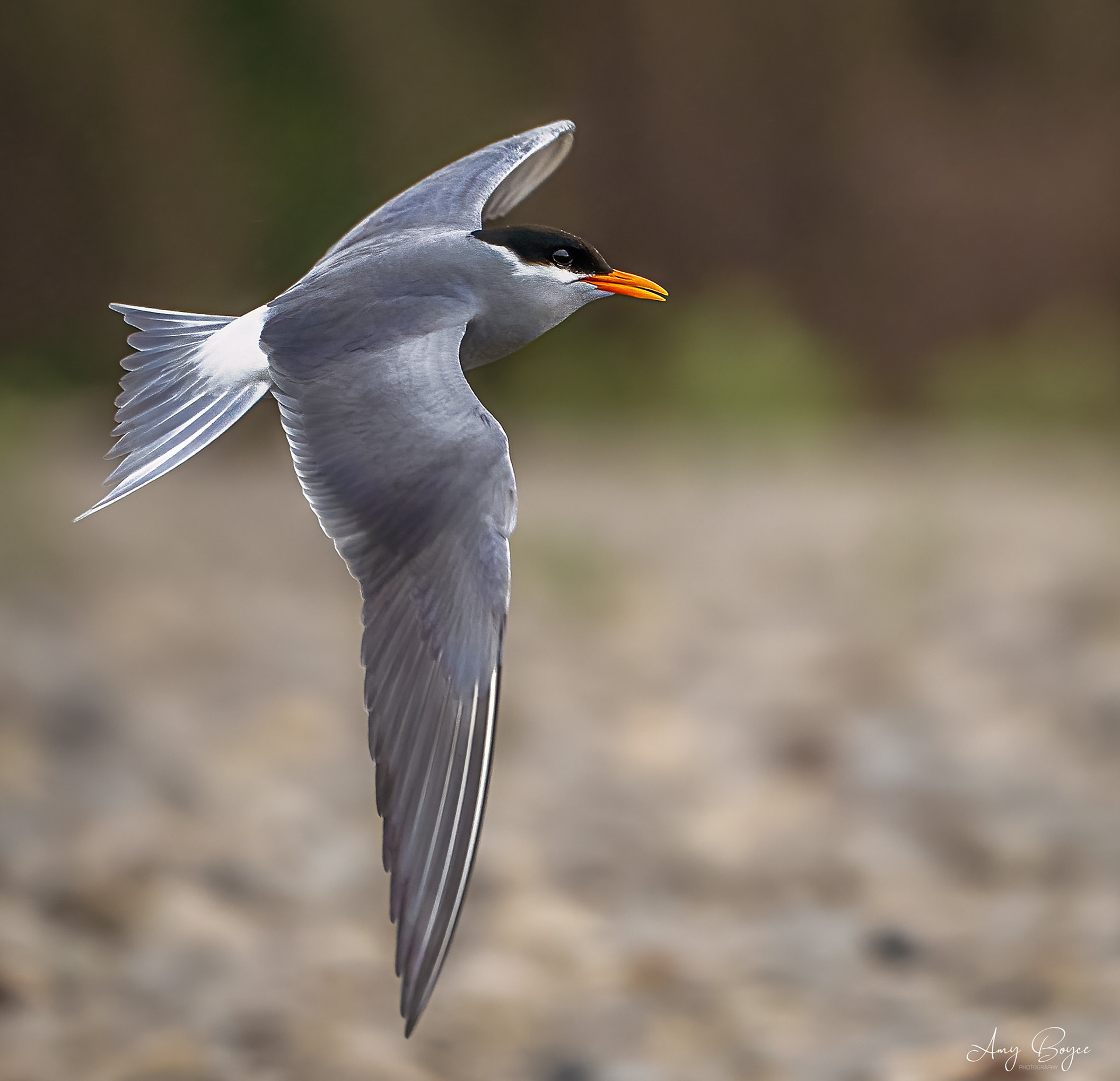 Black fronted Tern -South Island NZ (#B63)