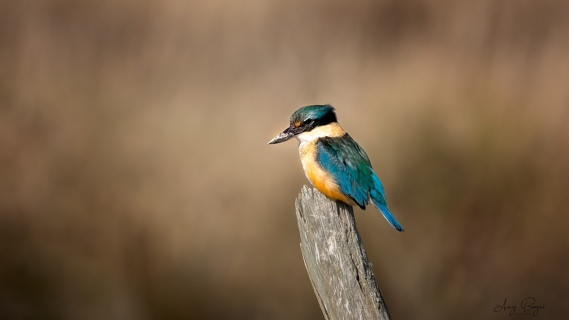 Kingfisher (#B50)