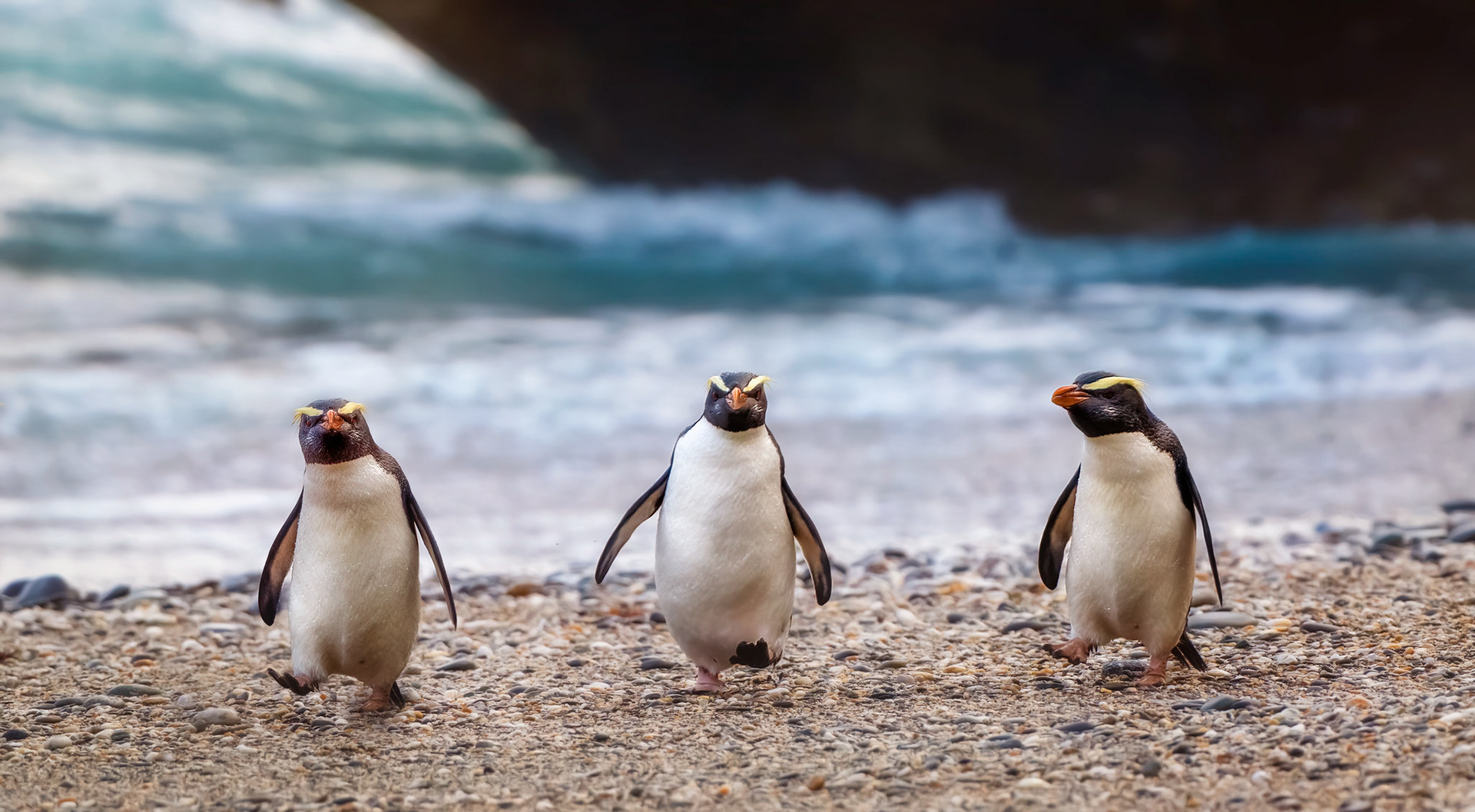 Fiordland Crested Penquins - South Island NZ (#B16)