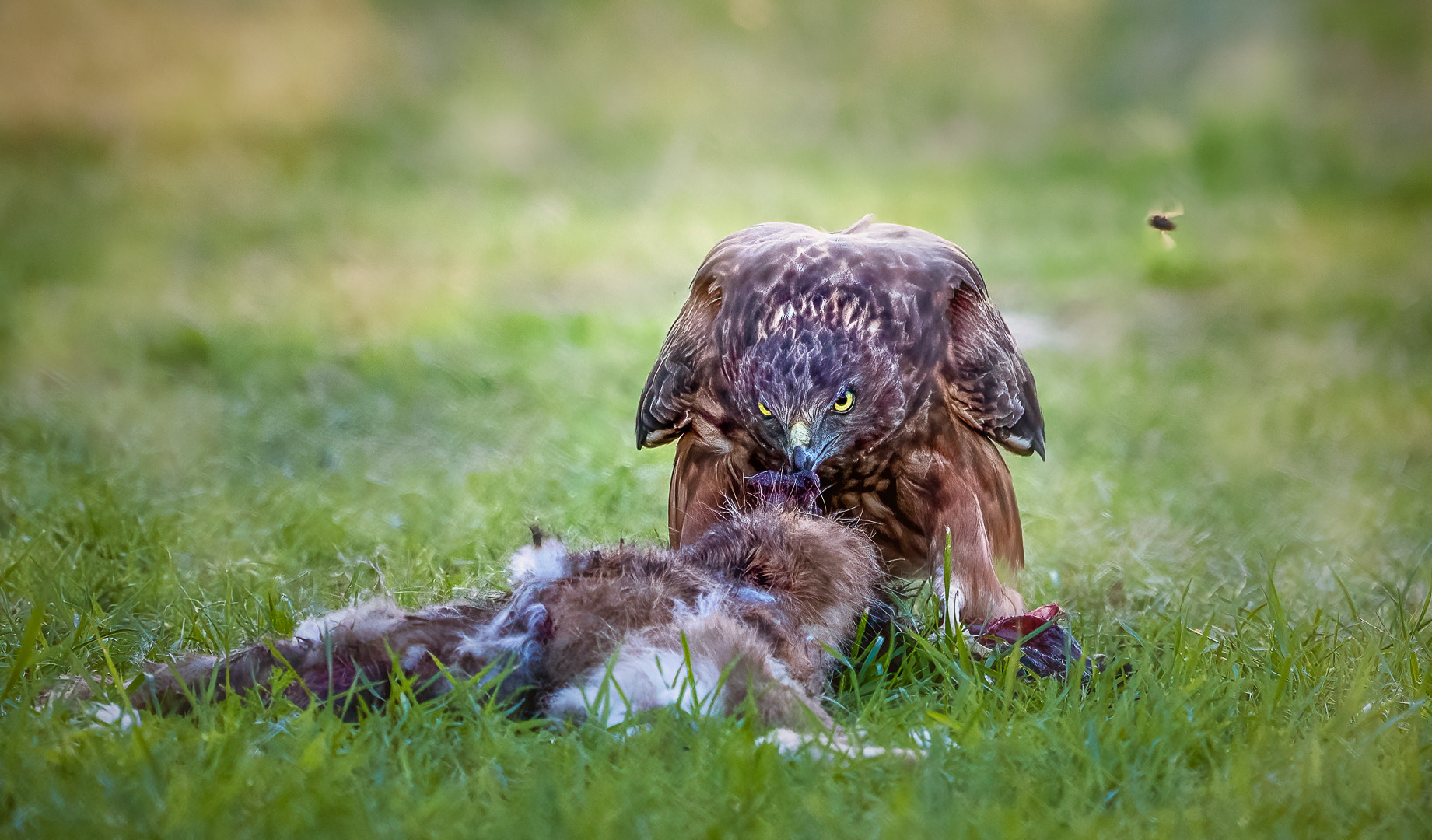 Harrier Hawk Feeding (#B55)
