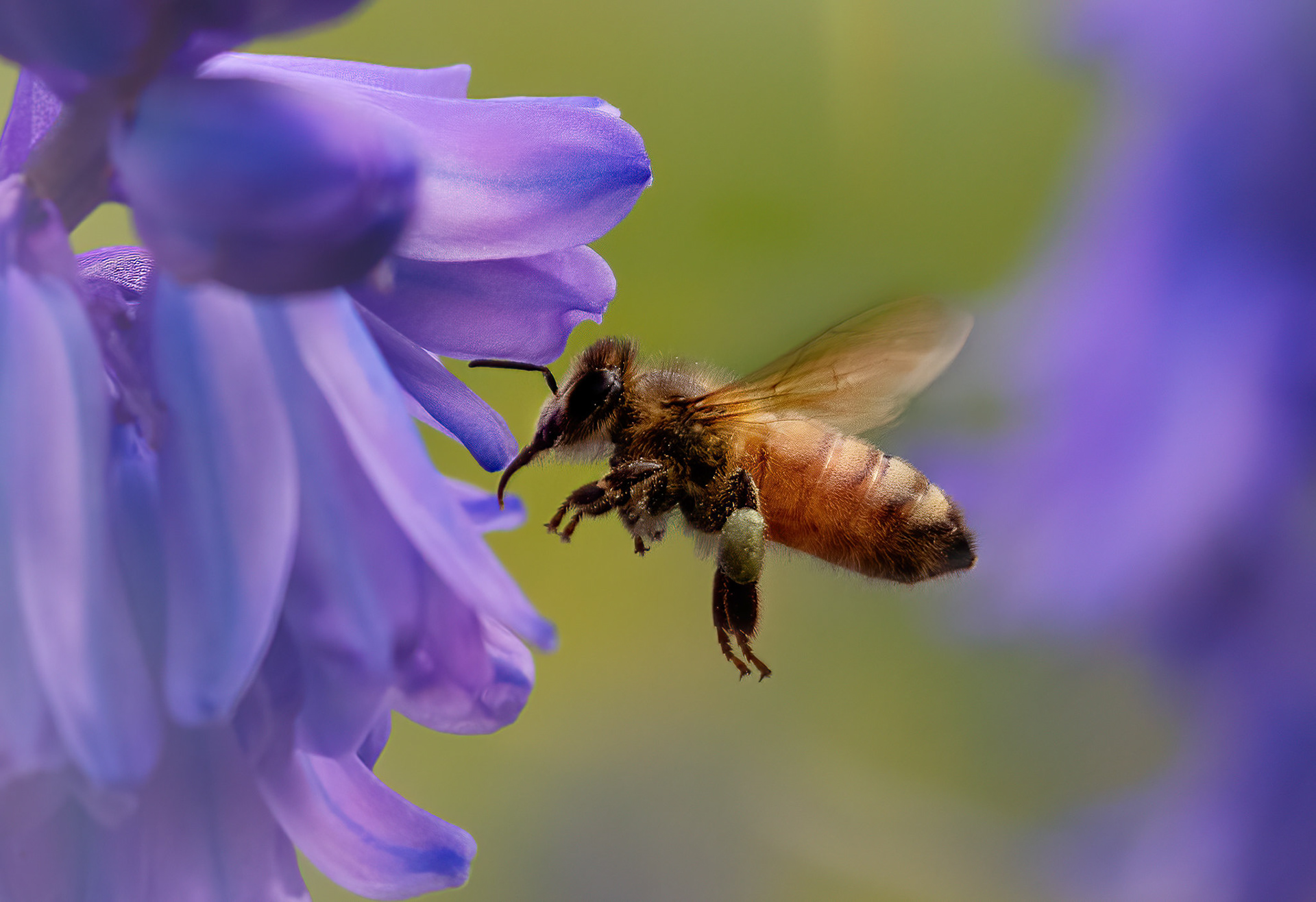 Bee (#M21)