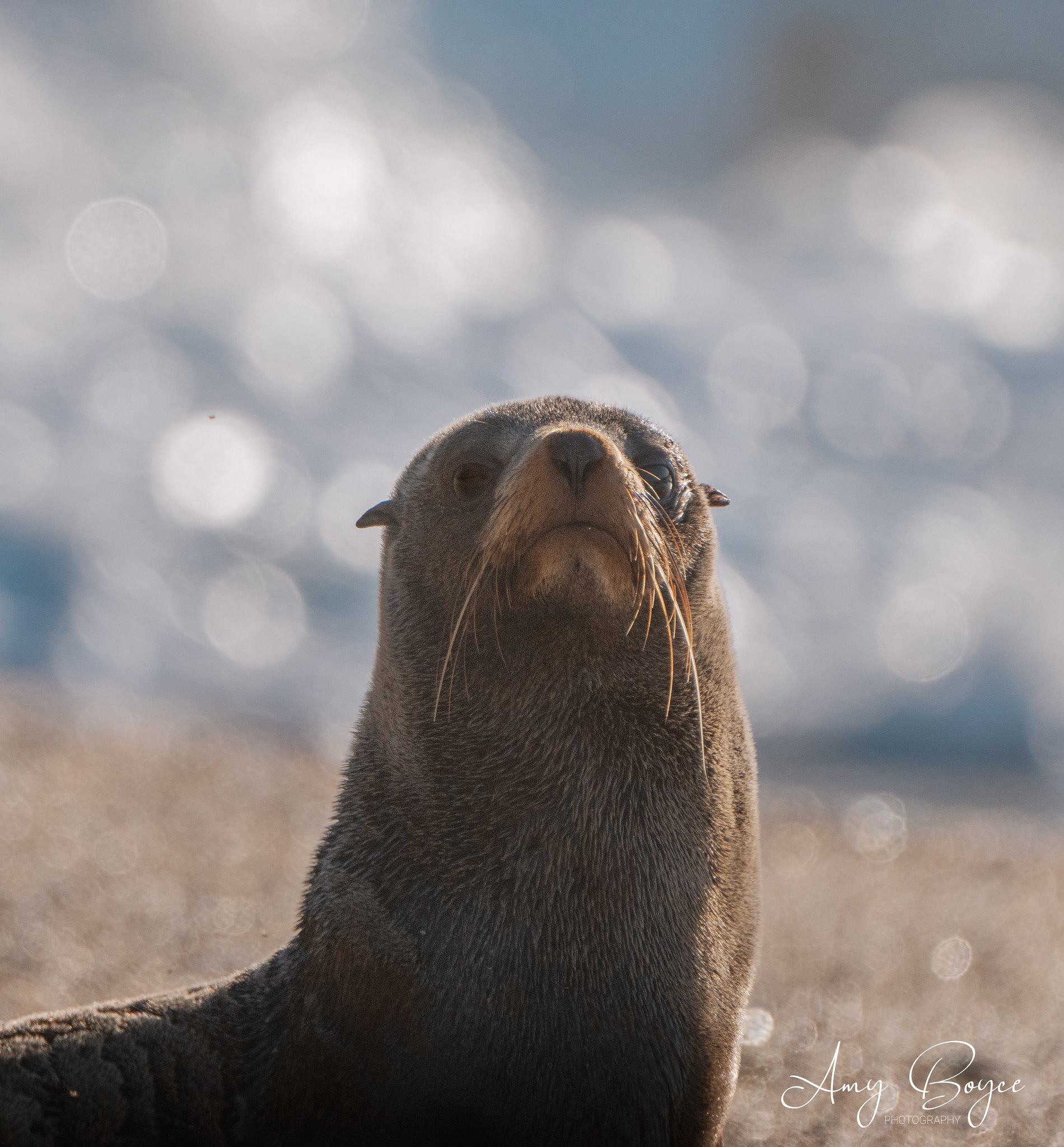 Proud Seal (#W8)