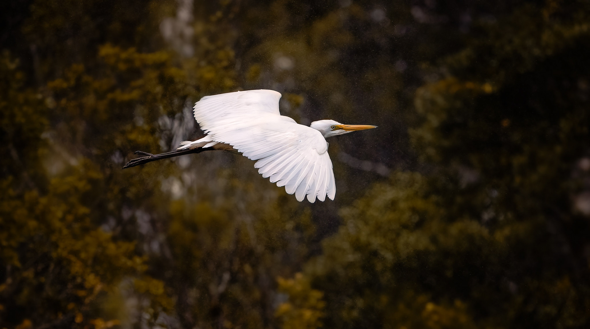 White Heron - South Island NZ (#B67)