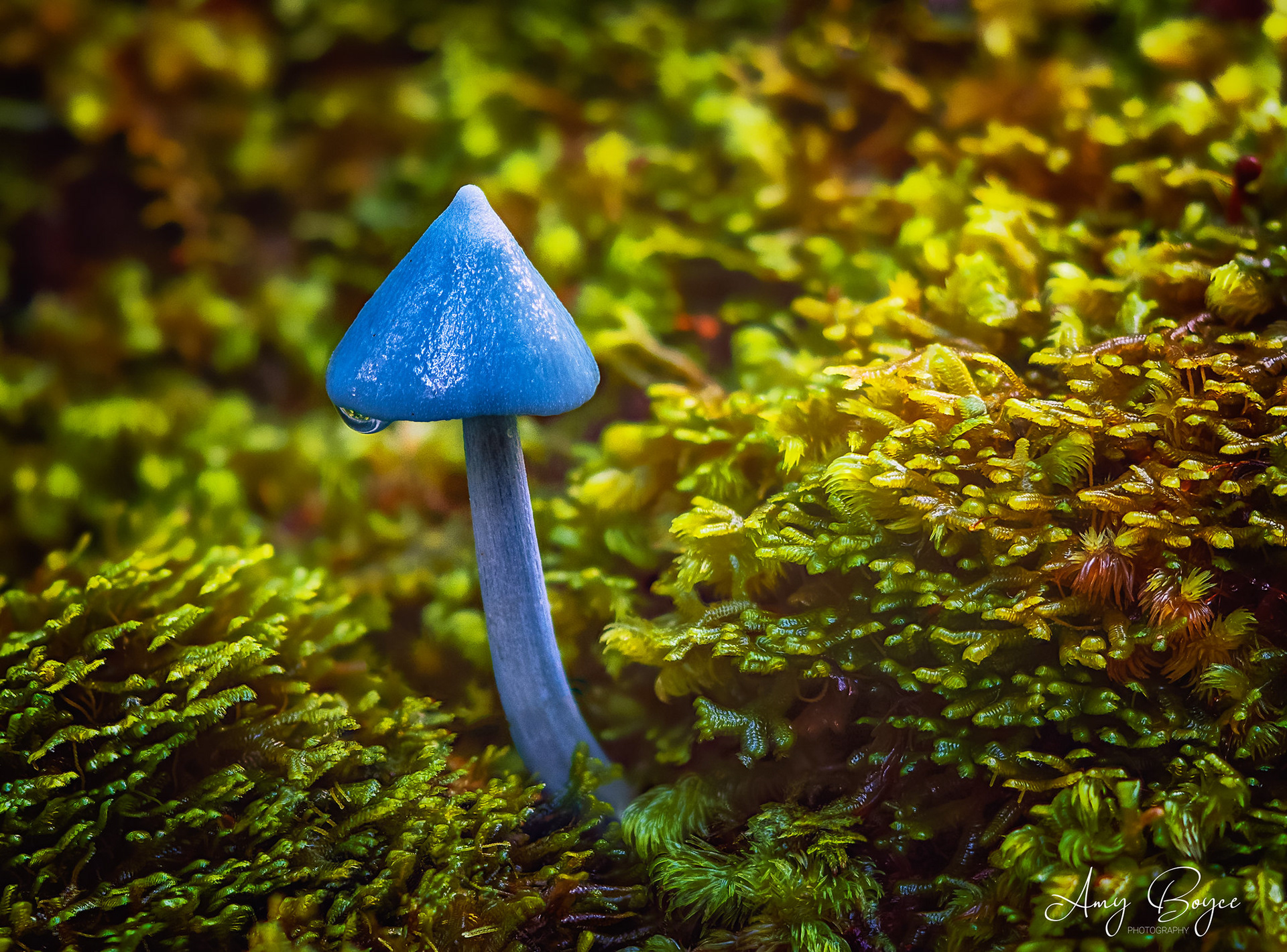 Blue Mushroom (#M6)
