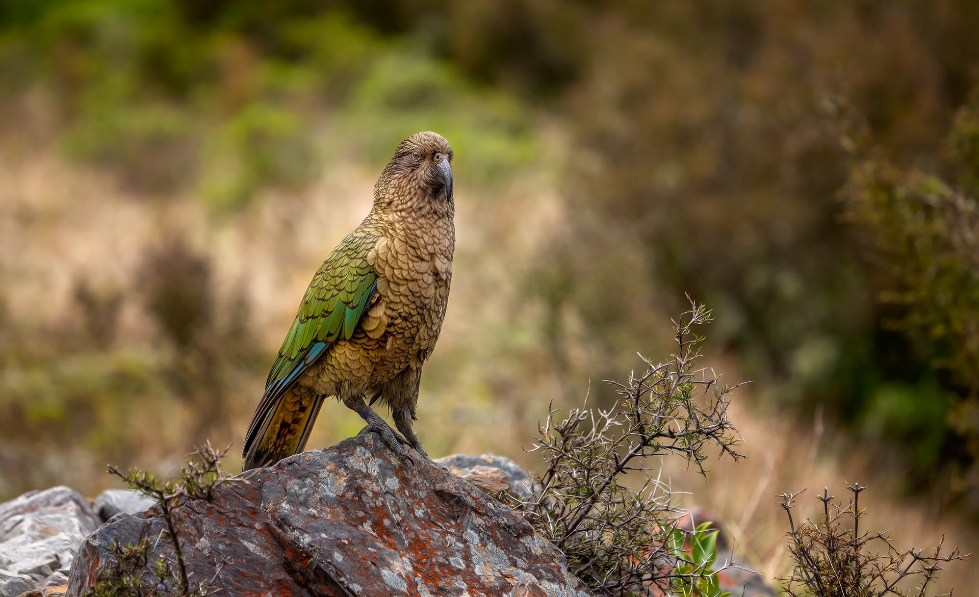 Kea Arthurs Pass - South Island NZ (#B64)