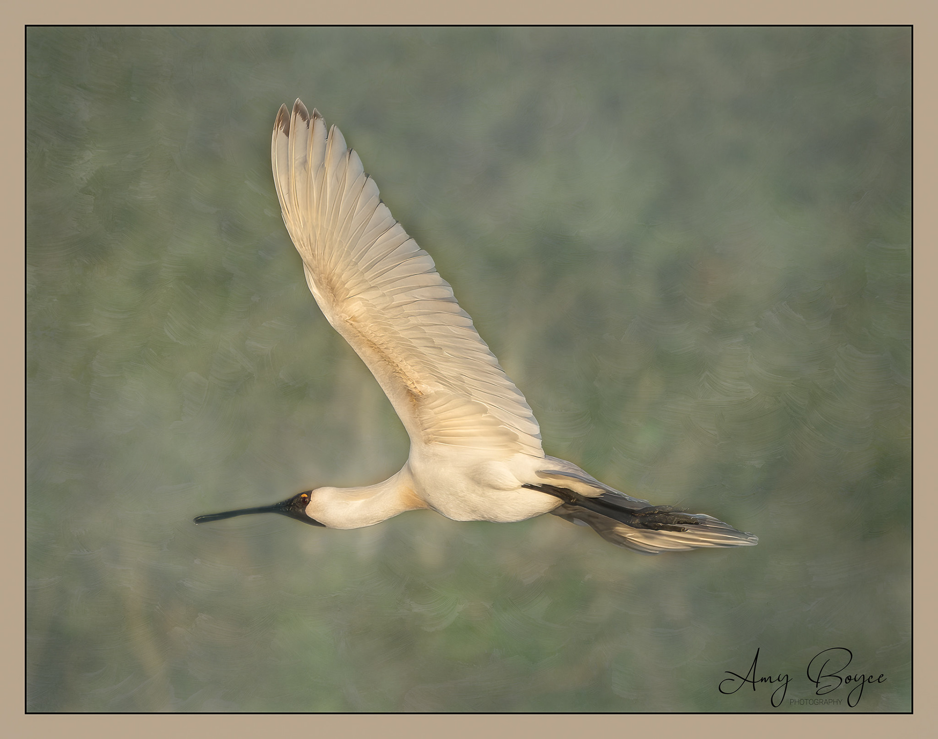 Spoonbill in flight (#B59)