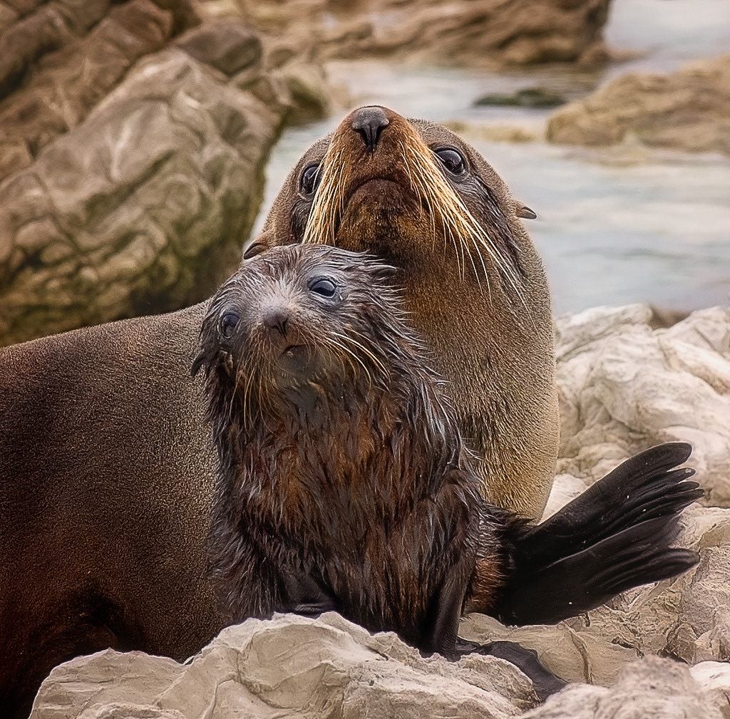 Mum and Baby Seal (#W5)