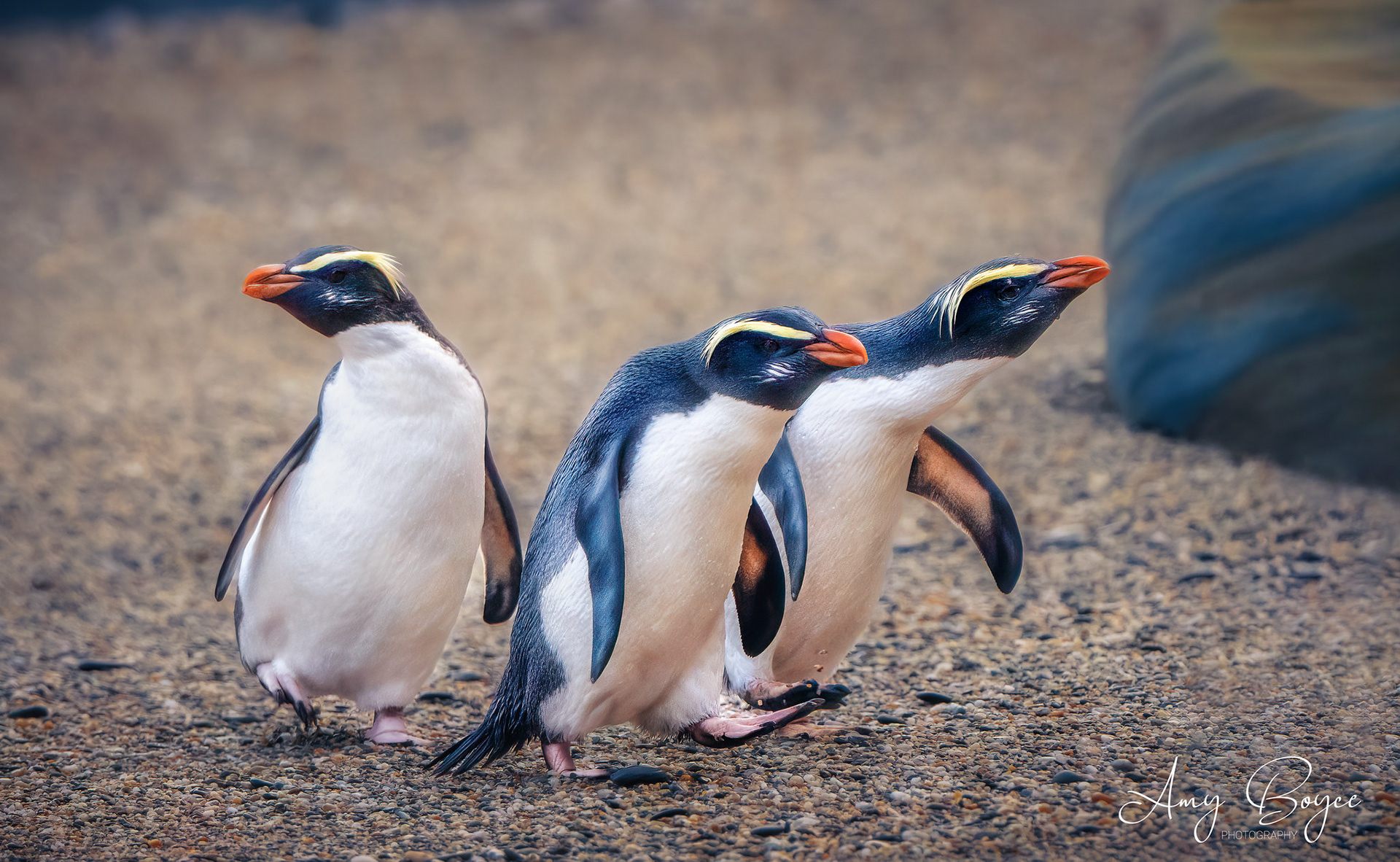 Fiordland Crested Penquins (#B34)