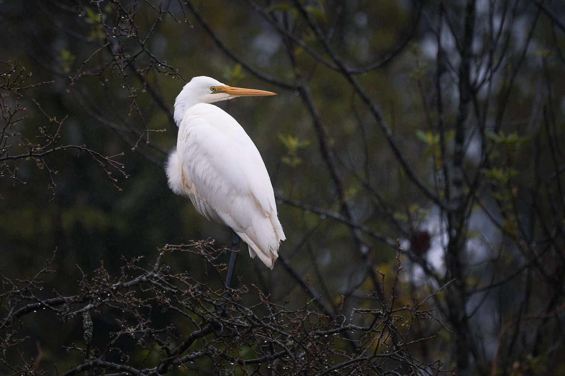 White Heron - South Island NZ (#B66)