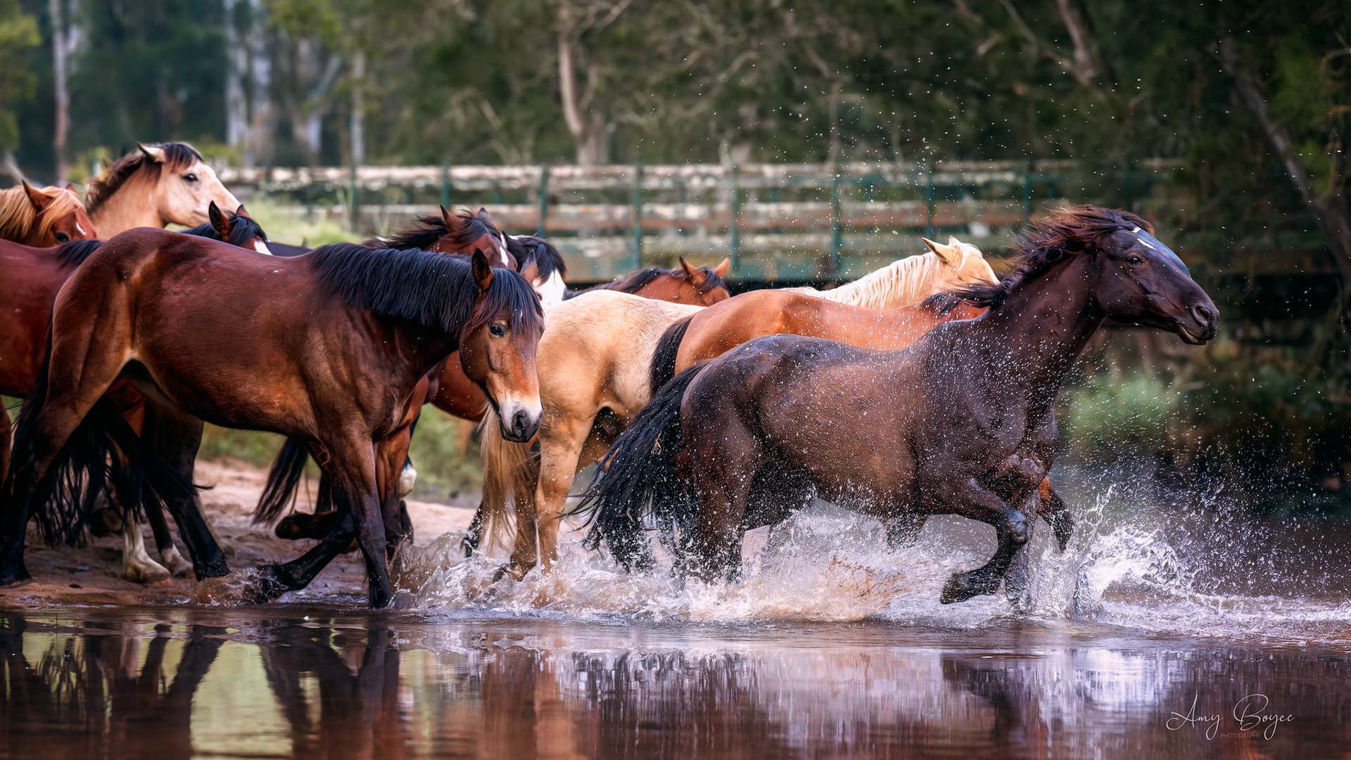 Wild Horses Australia (#W2)