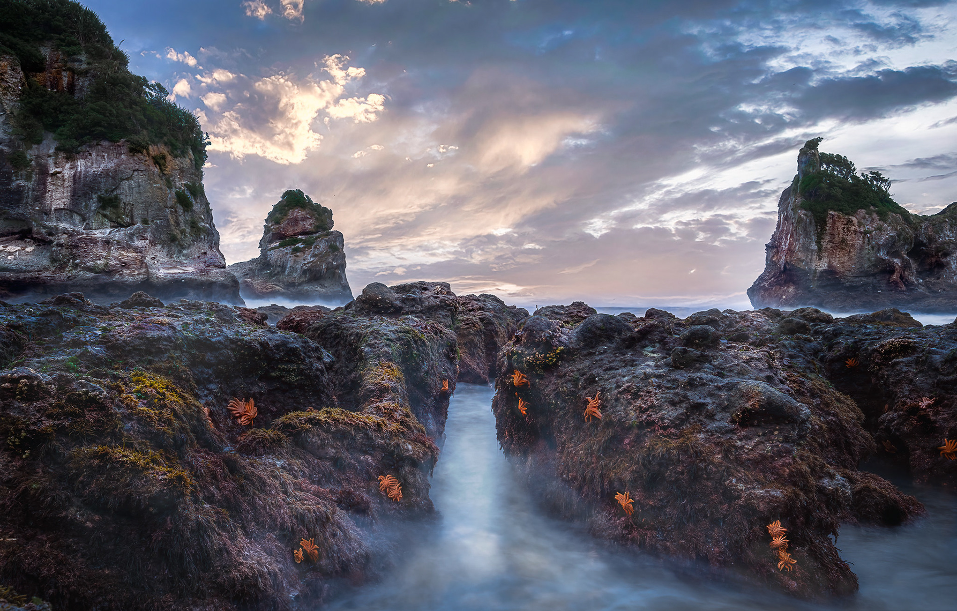 Motukiekie Beach, Starfish- South Island NZ (#L23)