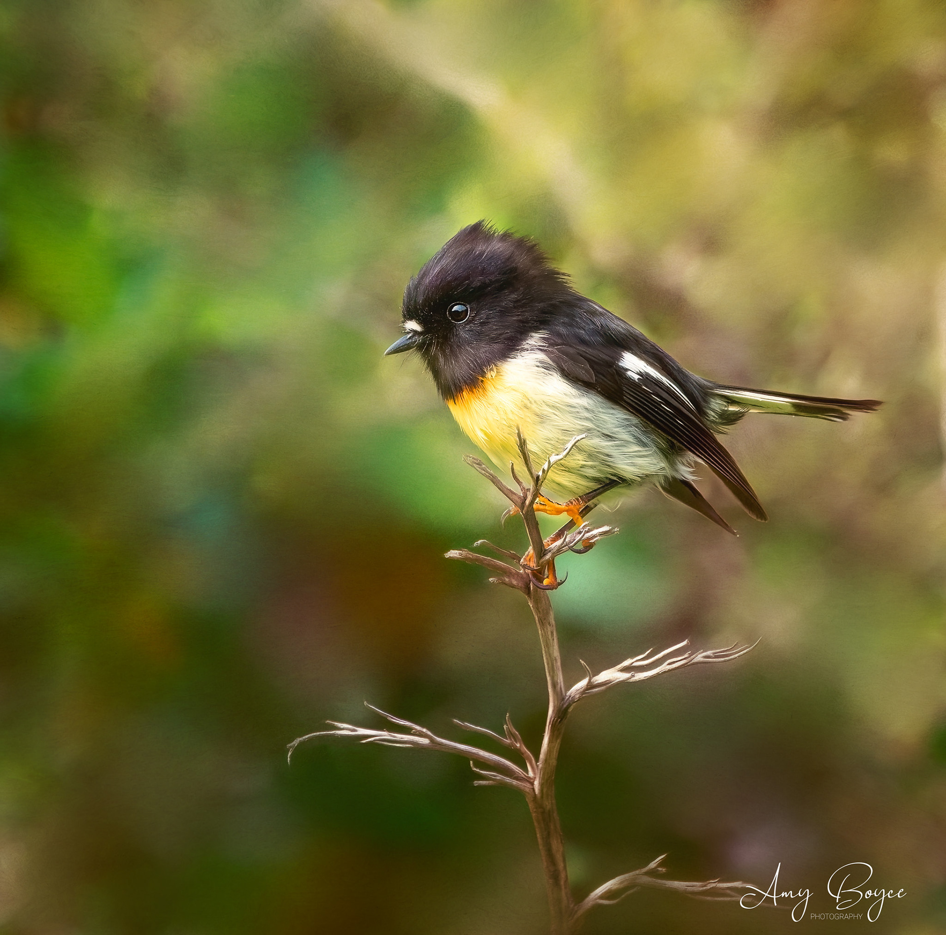 Tomtit - South Island NZ (#B38)