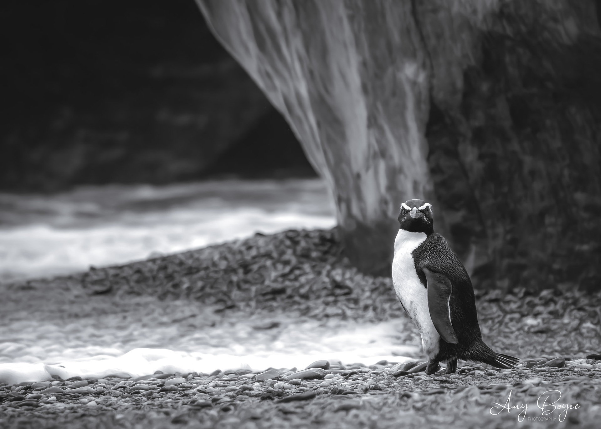 Fiordland Crested Penquin (#B37)