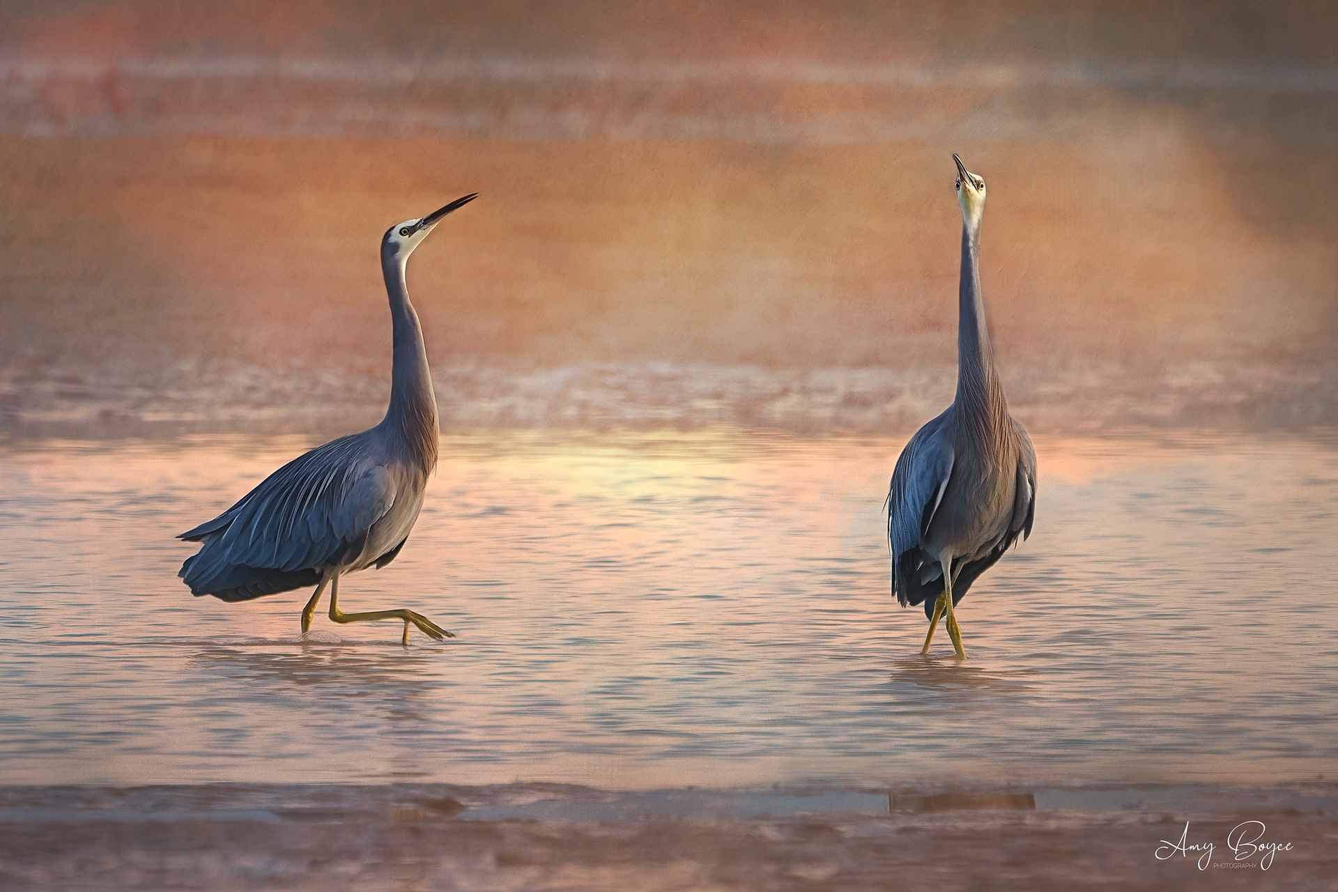 Mating Dance - White Faced Grey Herons (#B53)