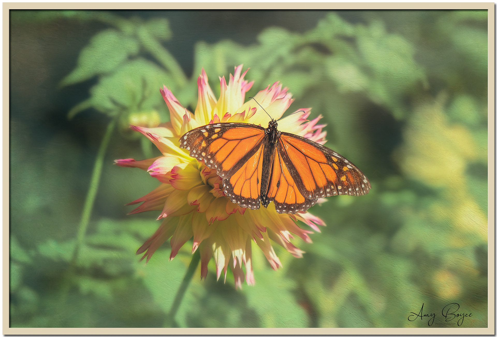 Monarch (#M8)