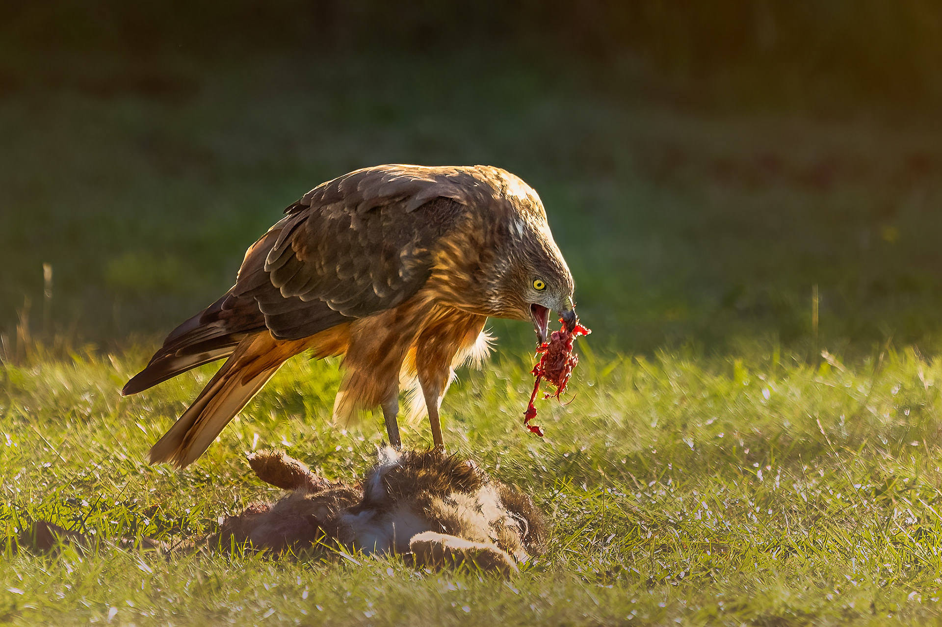 Harrier Hawk raw beauty (#B56)