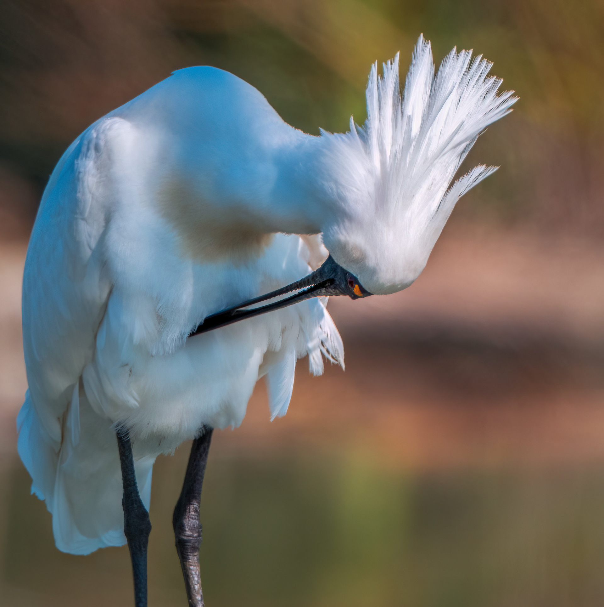 Spoonbill (#B44)