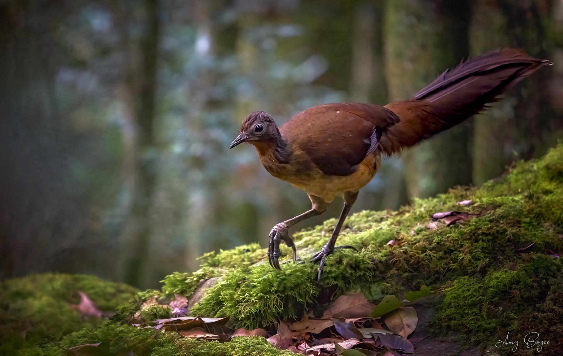 Lyrebird - O'Reilly's  Rainforest Australia (#B2)