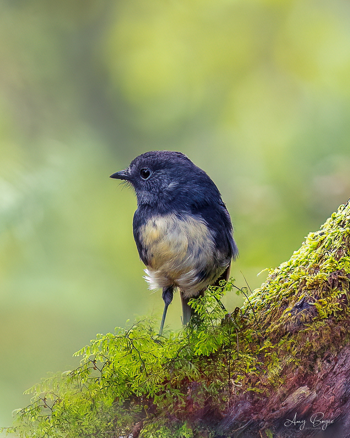 South Island Robin (#B19)