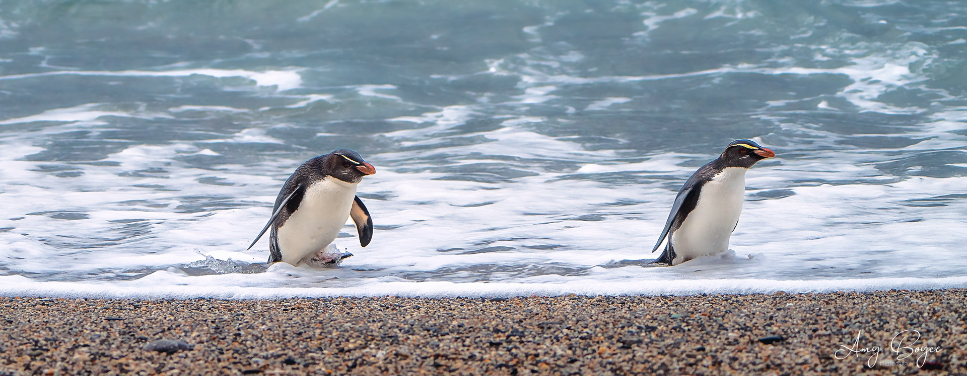 Fiordland Crested Penquins (#B31)