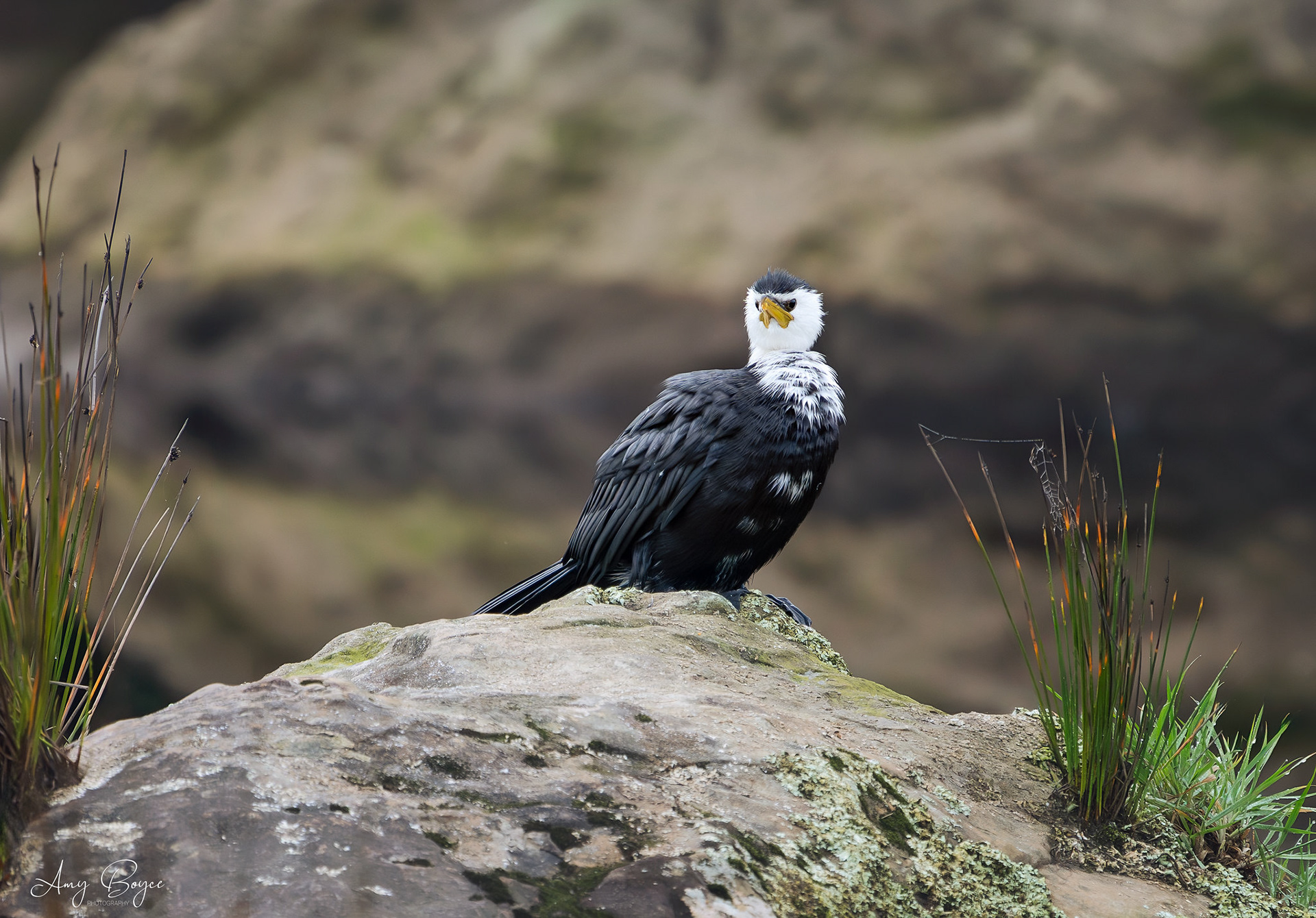 Little Shag -South Island NZ (#B46)