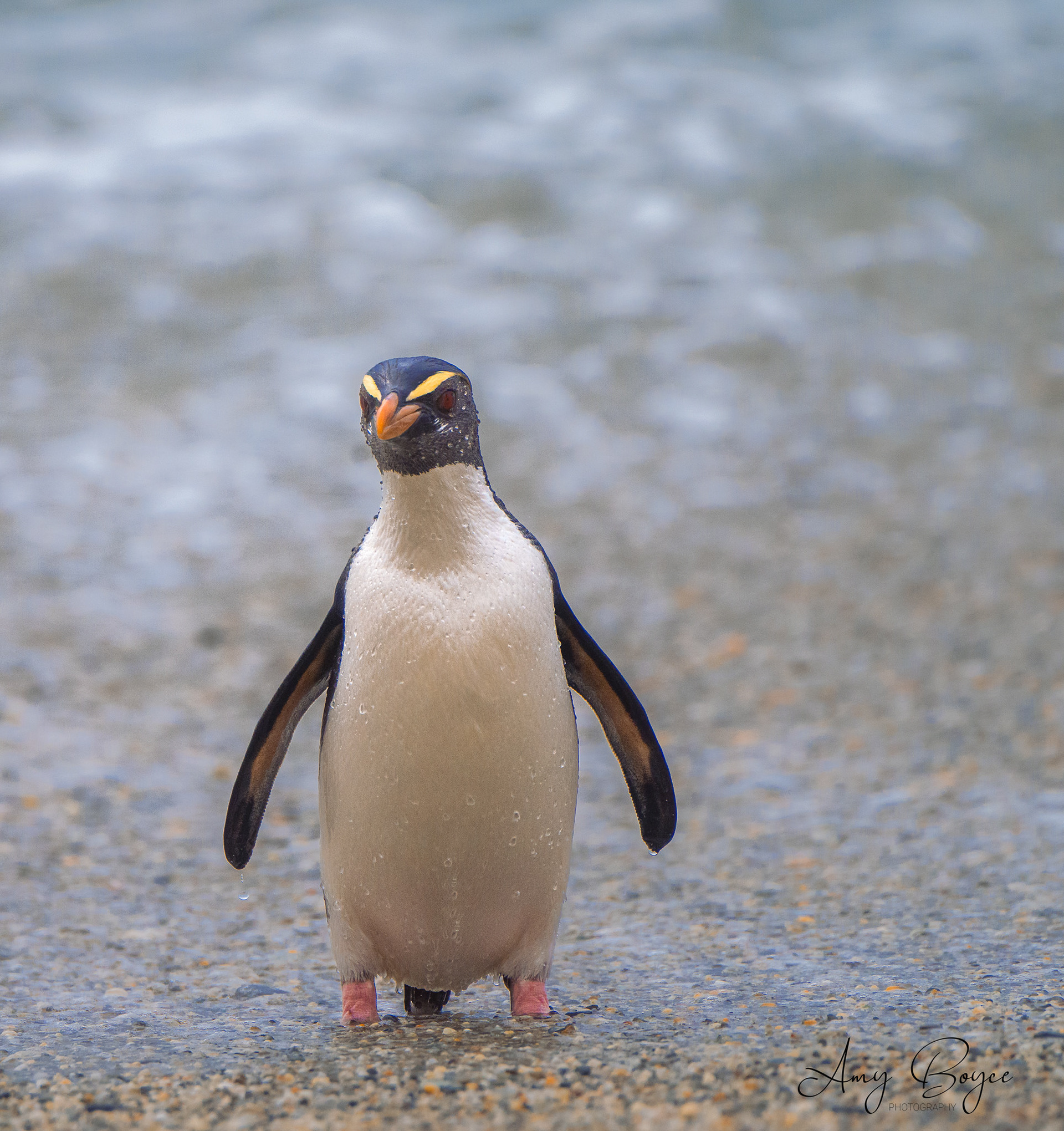 Fiordland Crested Penquin (#B32)