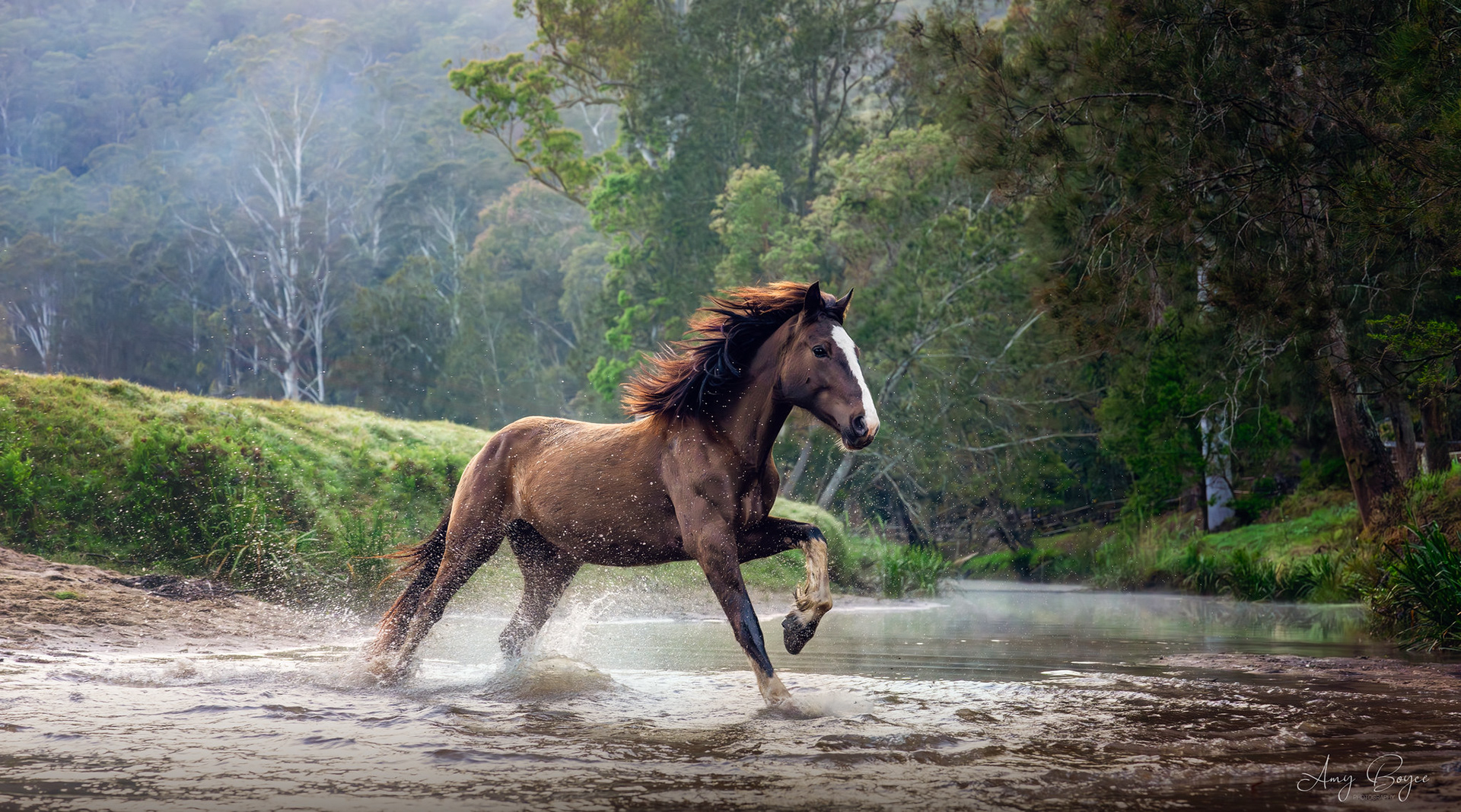Wild Elegance (#W3)