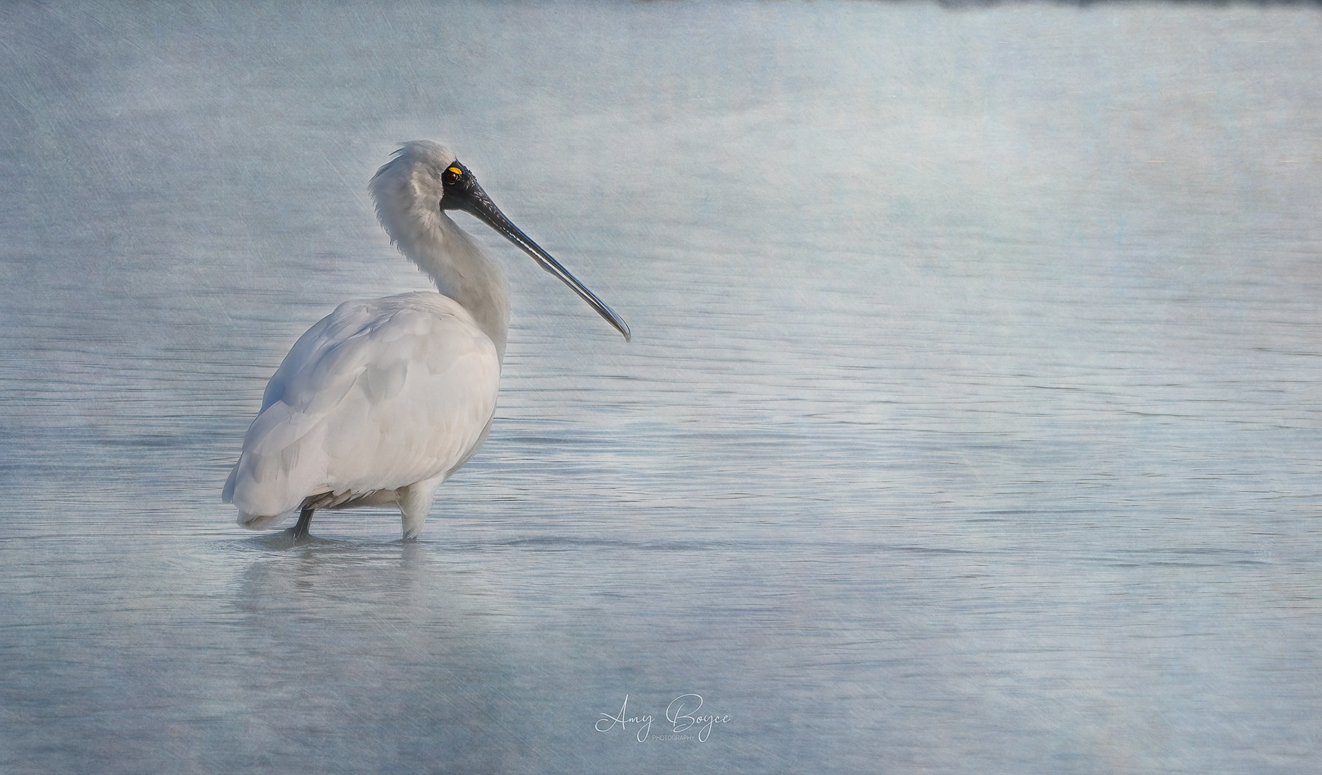 Spoonbill - South Island NZ (#B52)