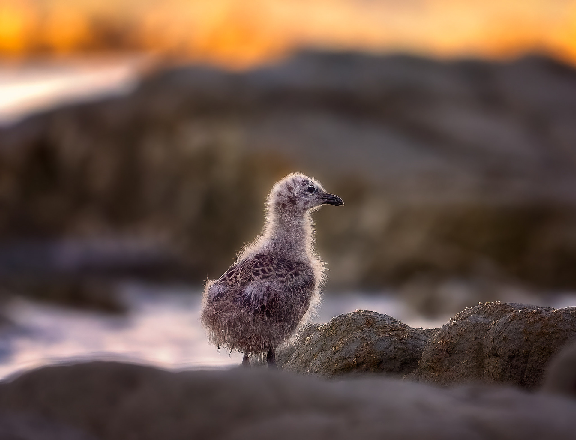 Baby Seagull (#B58)