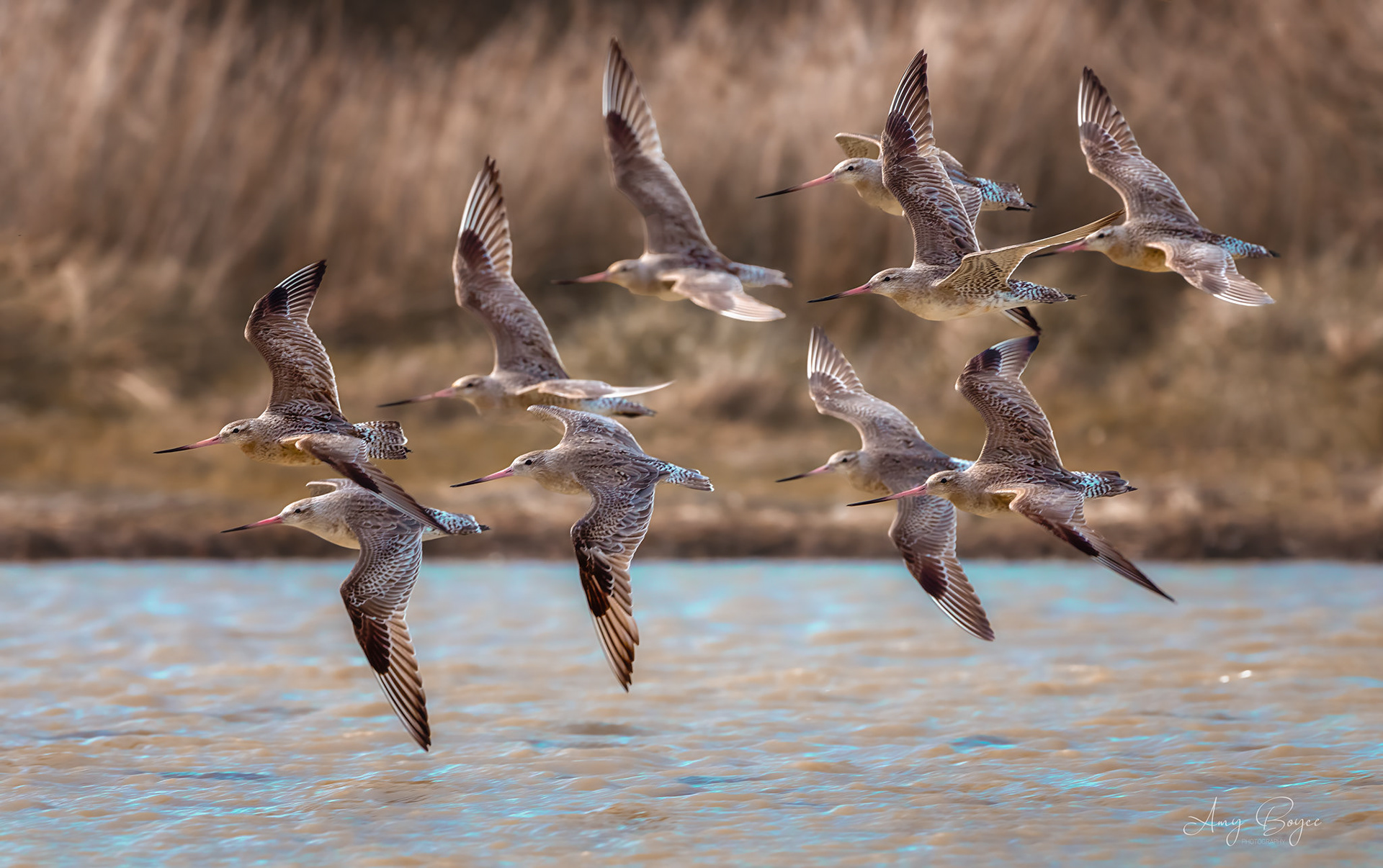 Bar Tailed Godwits in flight (#B10)