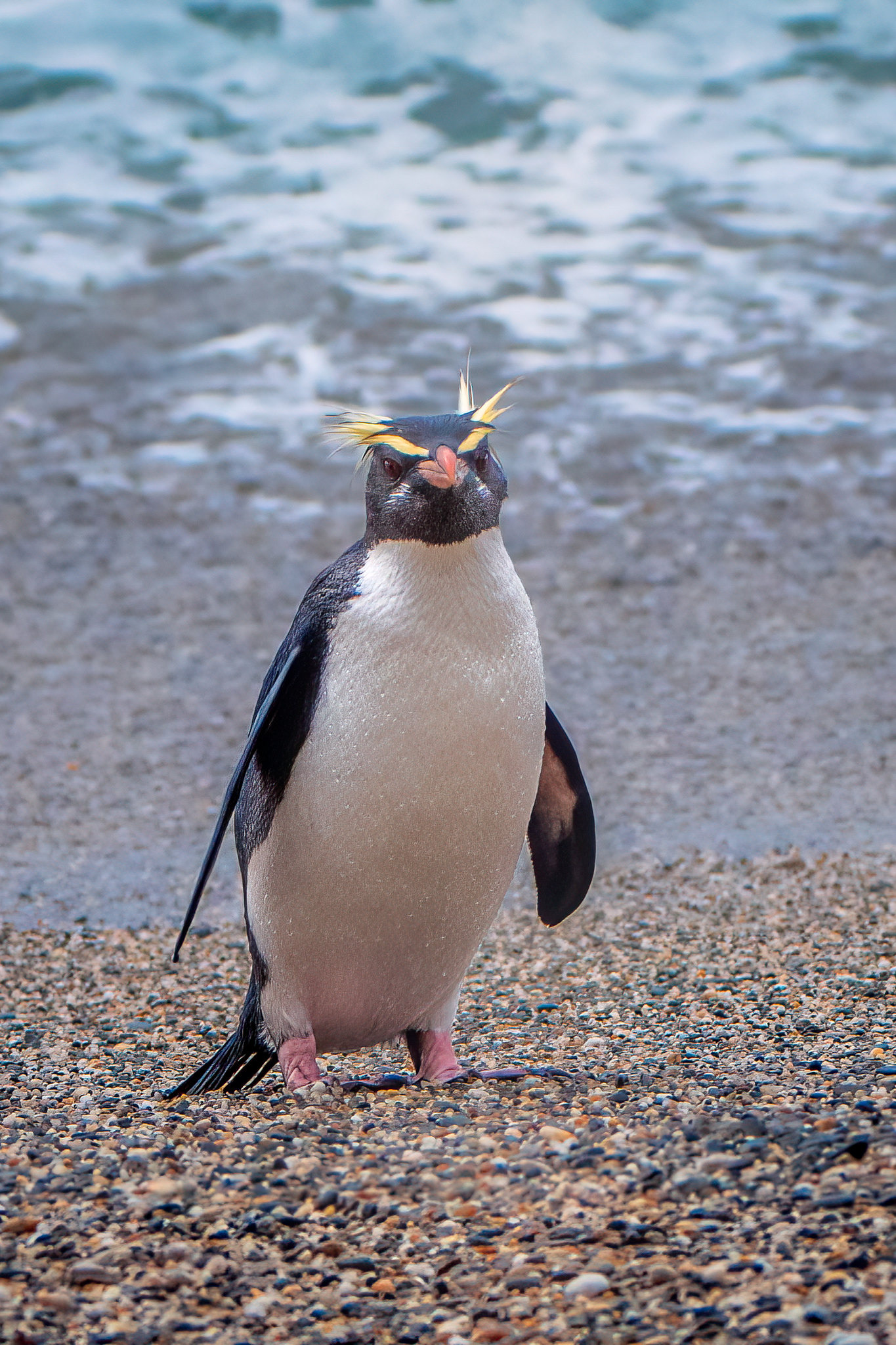 Fiordland Crested Penquin (#B30)