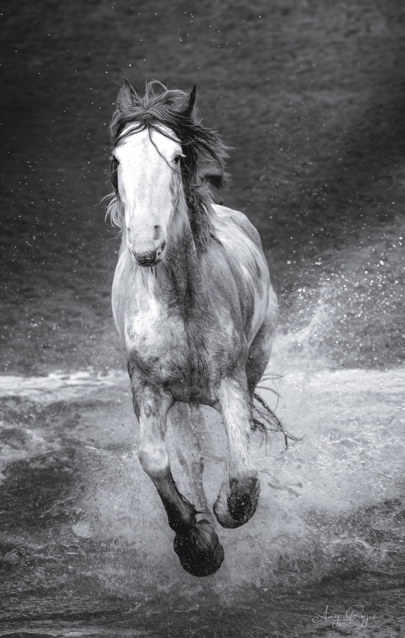 Wild Horse - Australia(#W1)