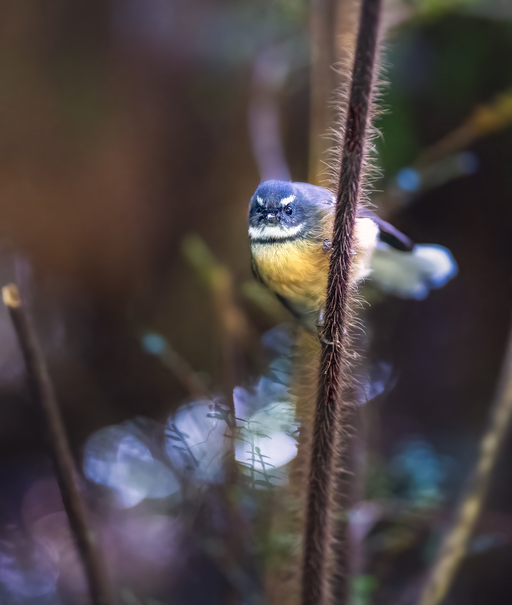 Fantail - South Island NZ (#B57)