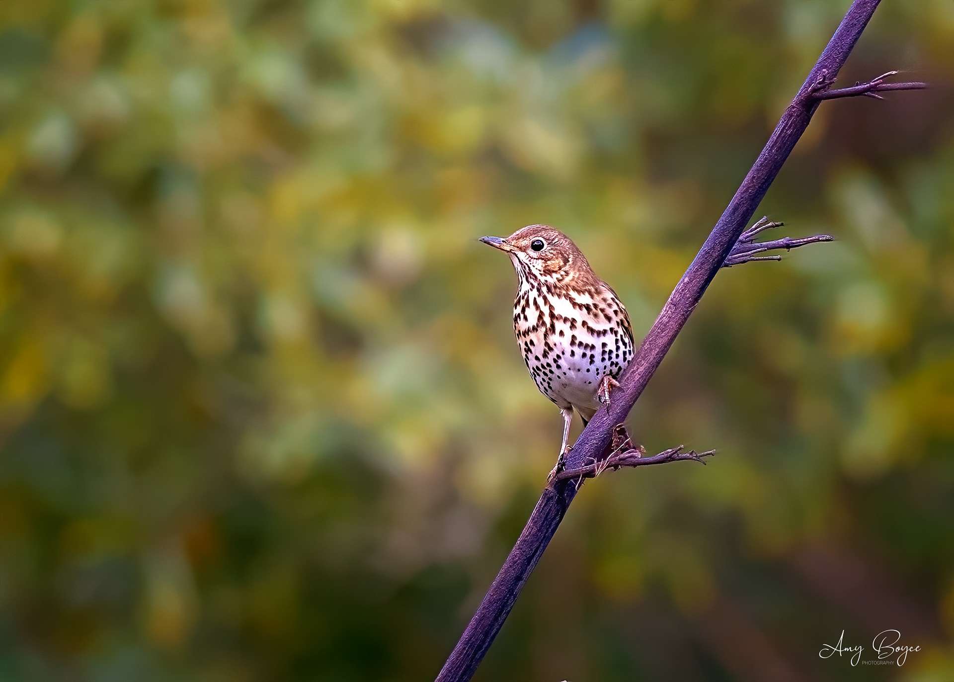 Song Thrush - South Island NZ (#B11)