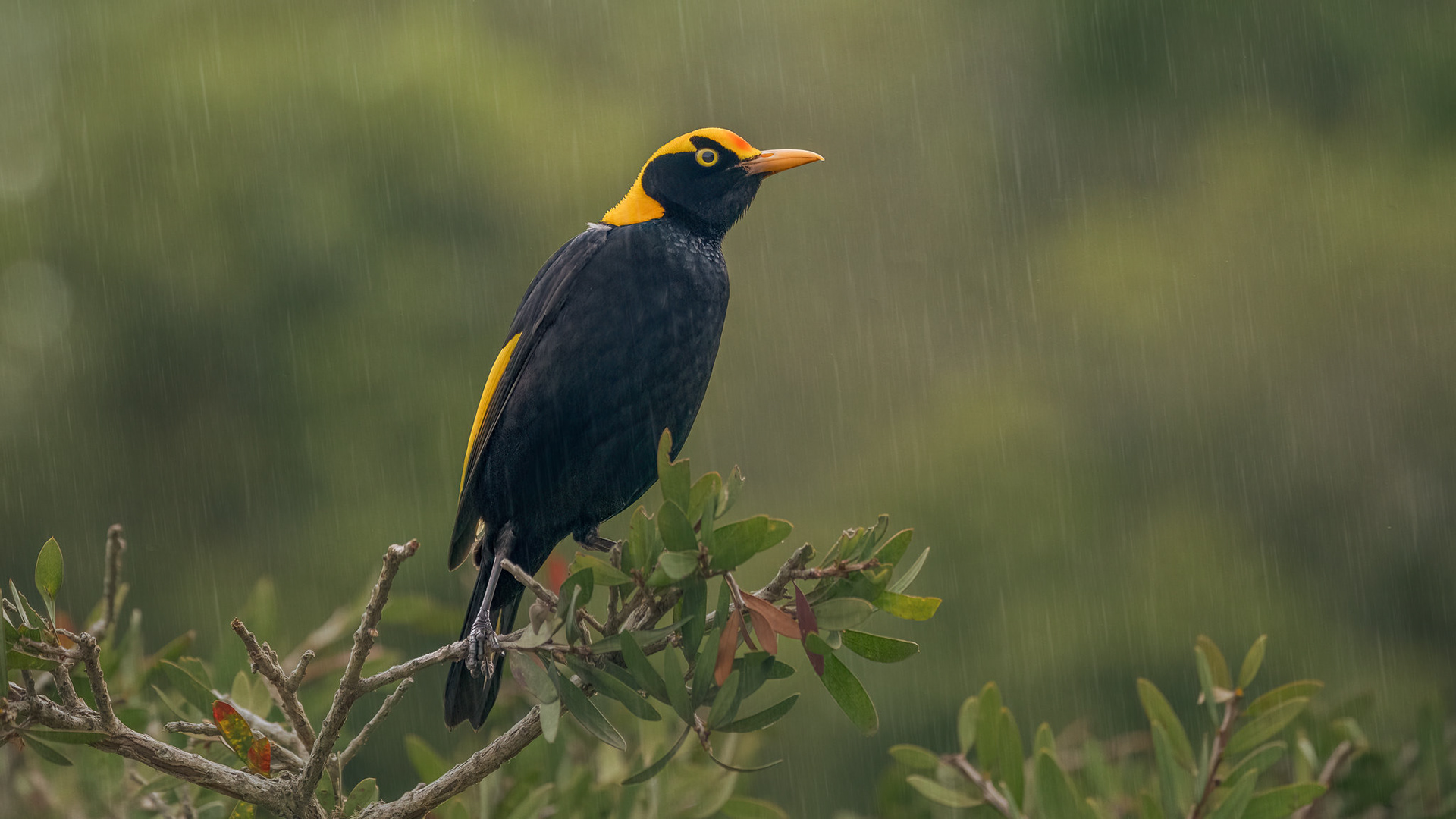 Regent Bowerbird - O'Reilly's Rainforest Australia (#B5)