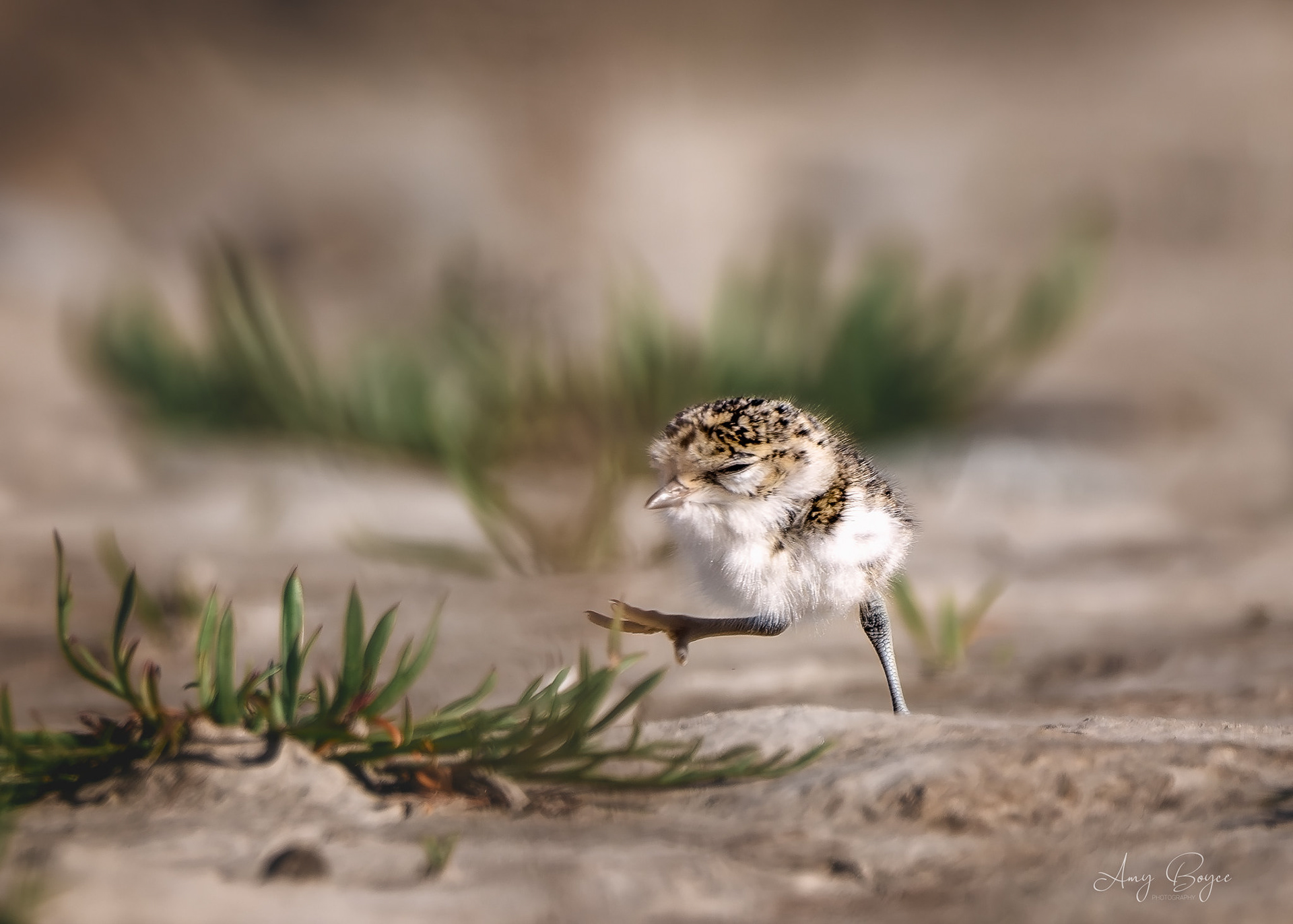 Baby Dotterel on the run (#B7)