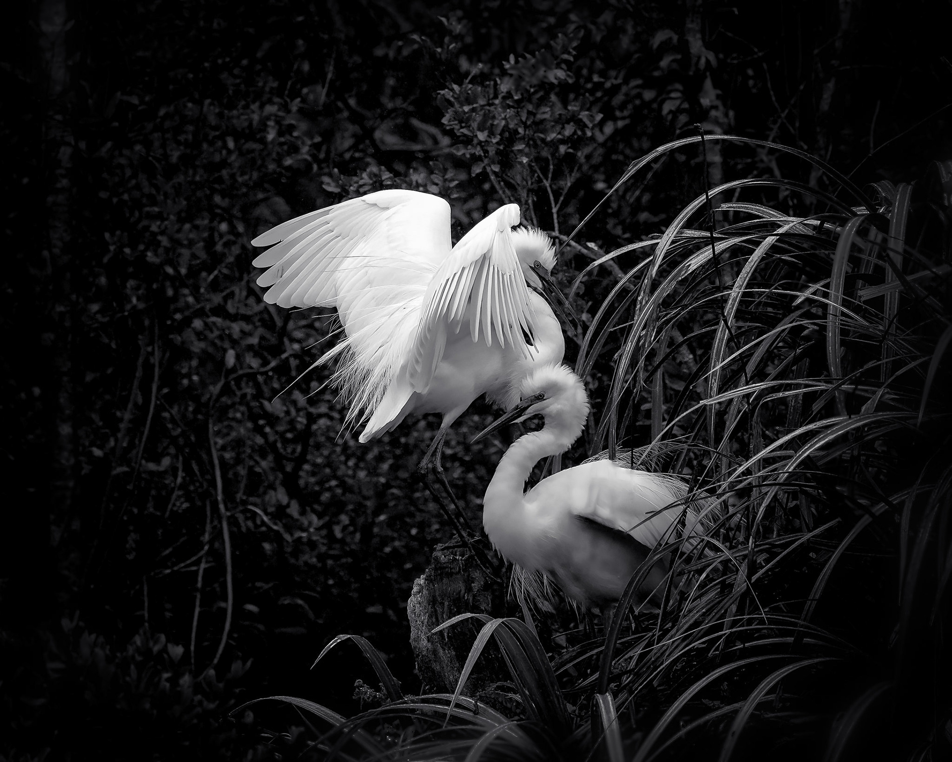 White Heron Mating Dance - South Island NZ (#B65)