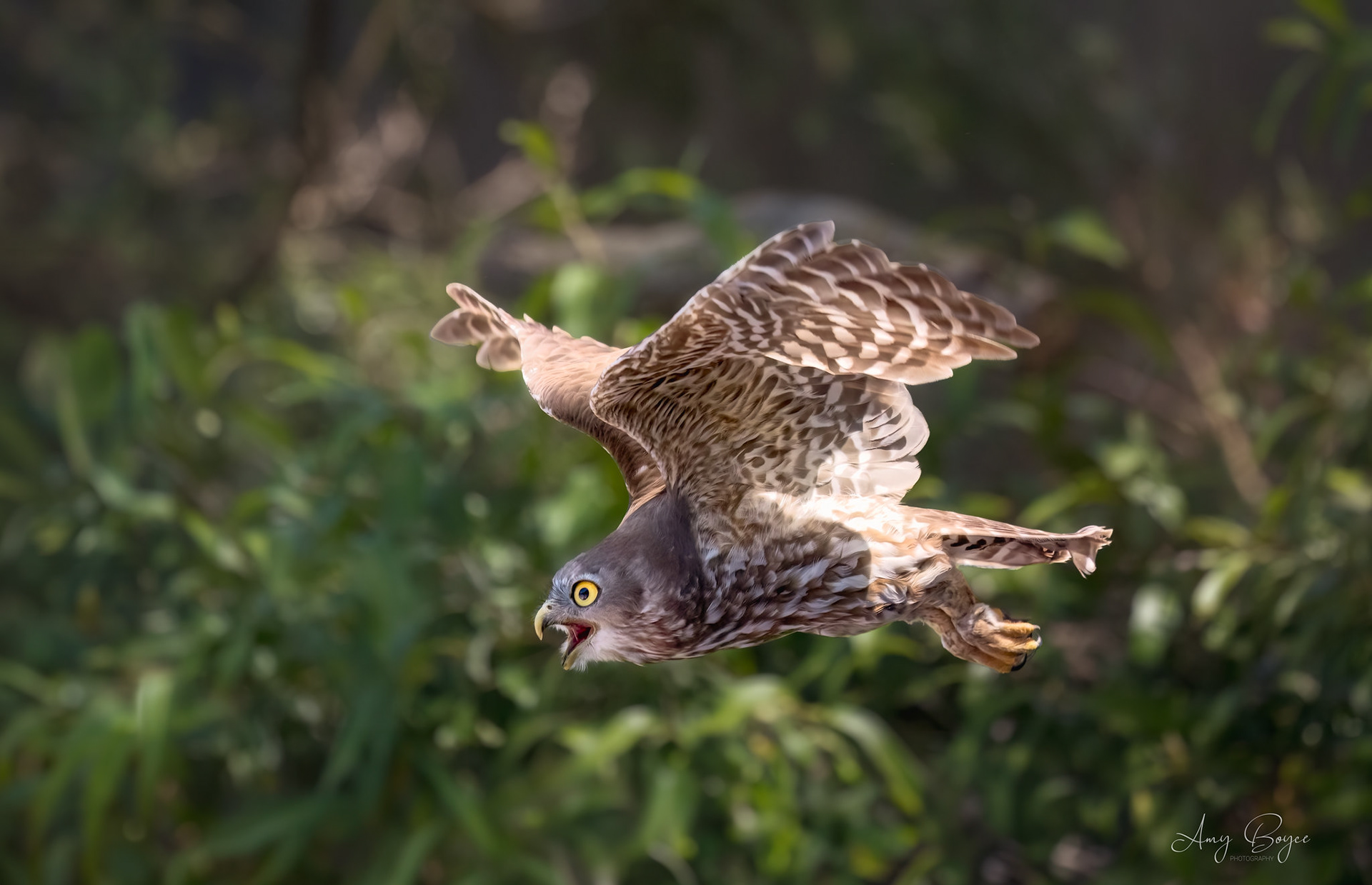 Australian Barking Owl (#B6)