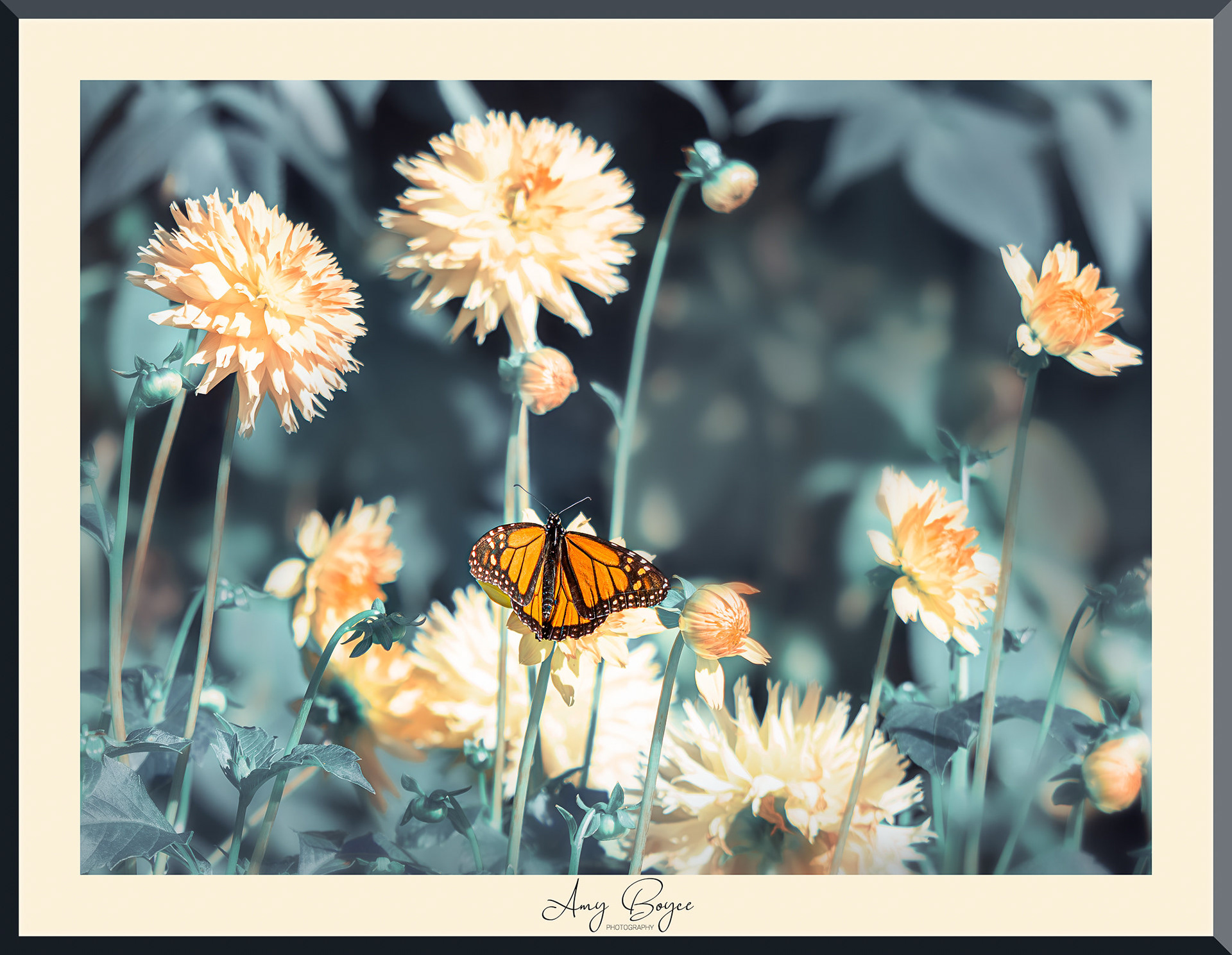 Monarch Butterfly (#M7)