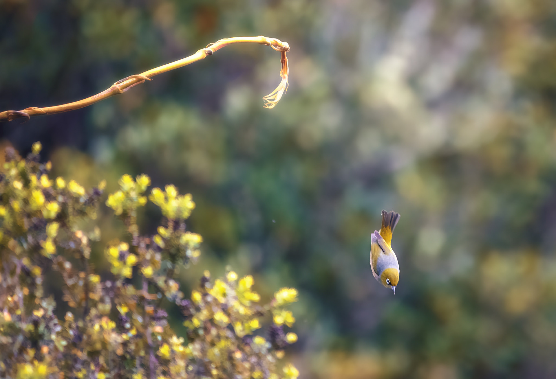 Wax Eye Dive Bomb (#B39)