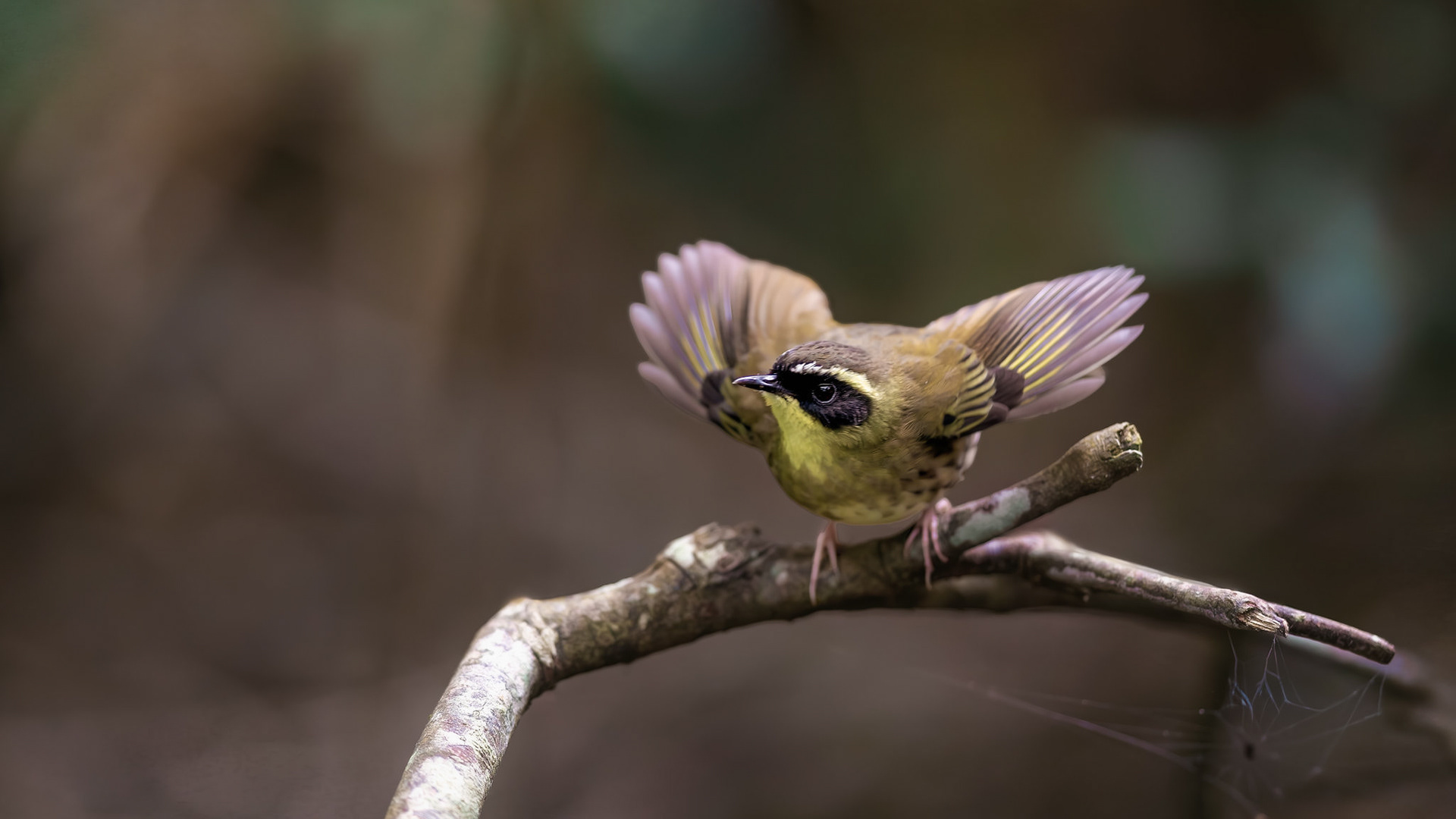 Yellow Throated Scrubwren (#B4)
