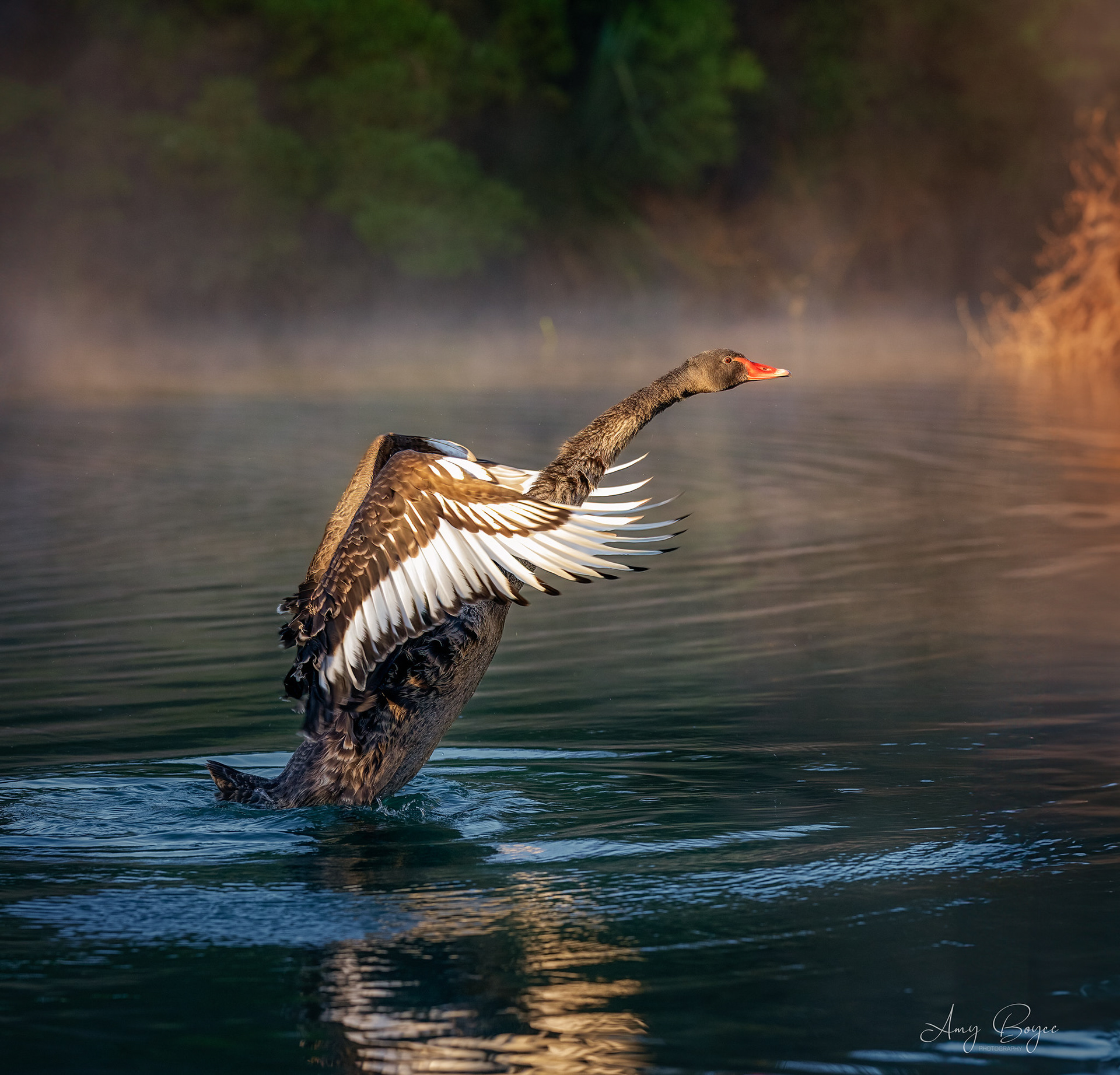 Swan in Early Morning Light (#B13)
