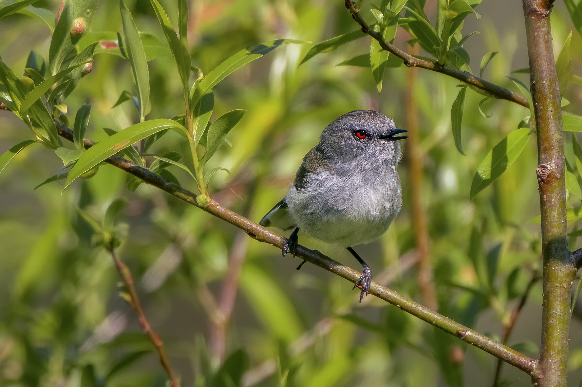 Grey Warbler (#B43)
