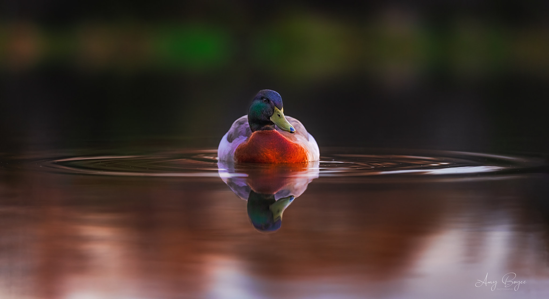 Mallard Duck at Sunset (#B14)