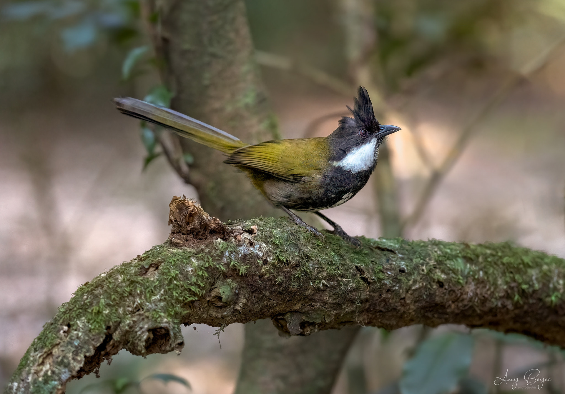 Whipbird - O'Reilly's Rainforest Australia (#B3)