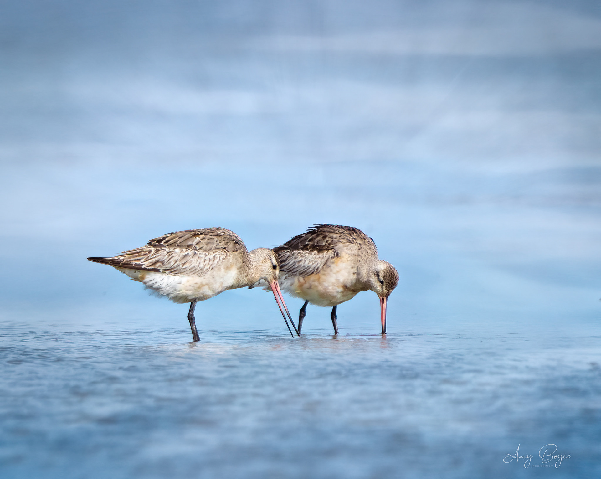 Bar Tailed Godwits - South Island NZ (#B9)