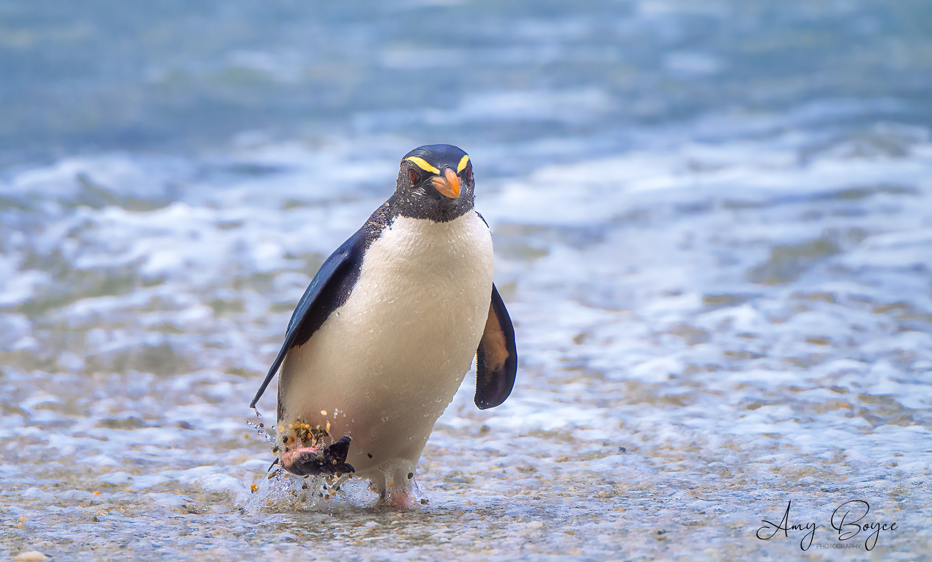 Fiordland Crested Penquin (#B33)