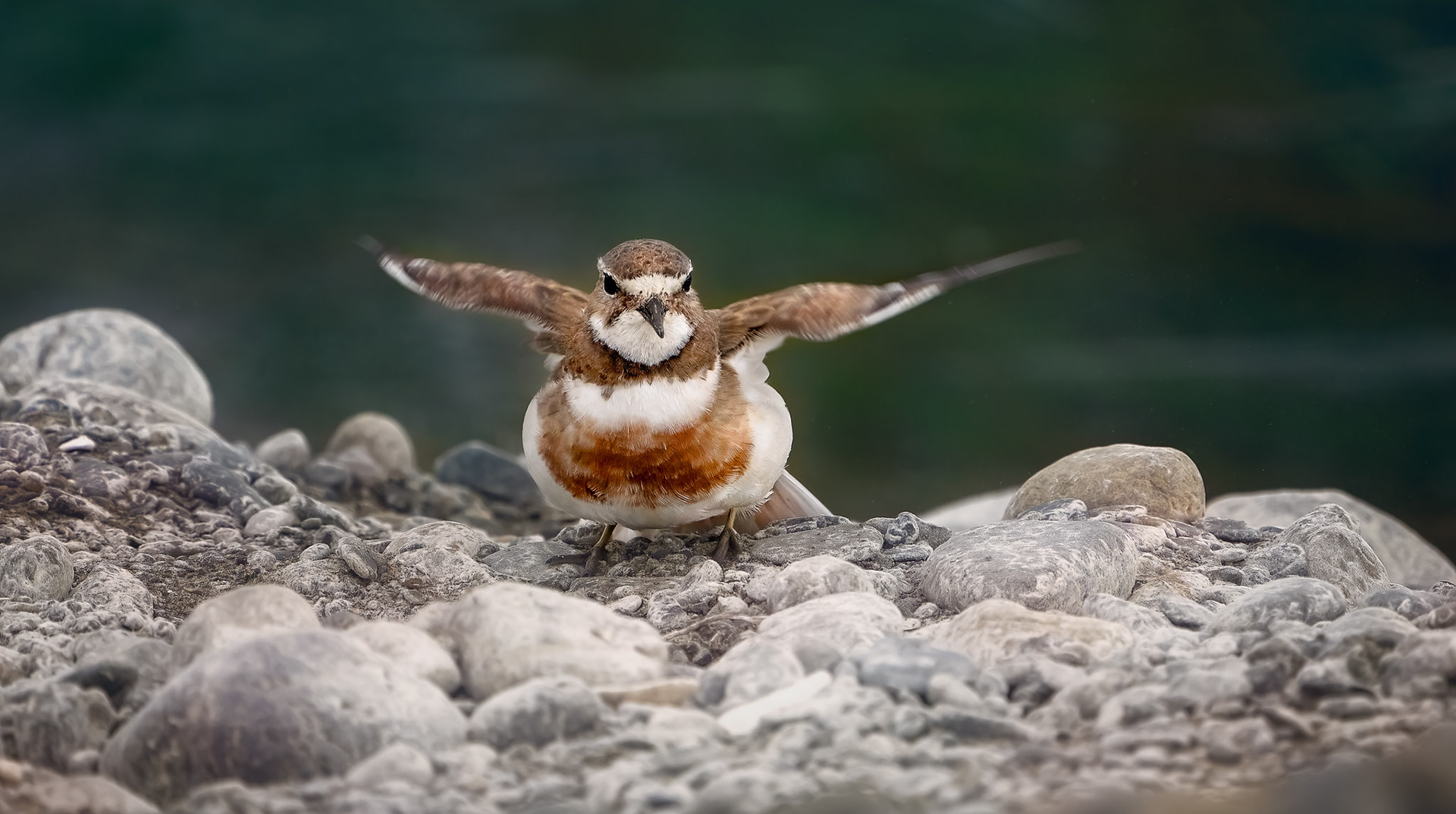 Banded Dotterel (#B60)